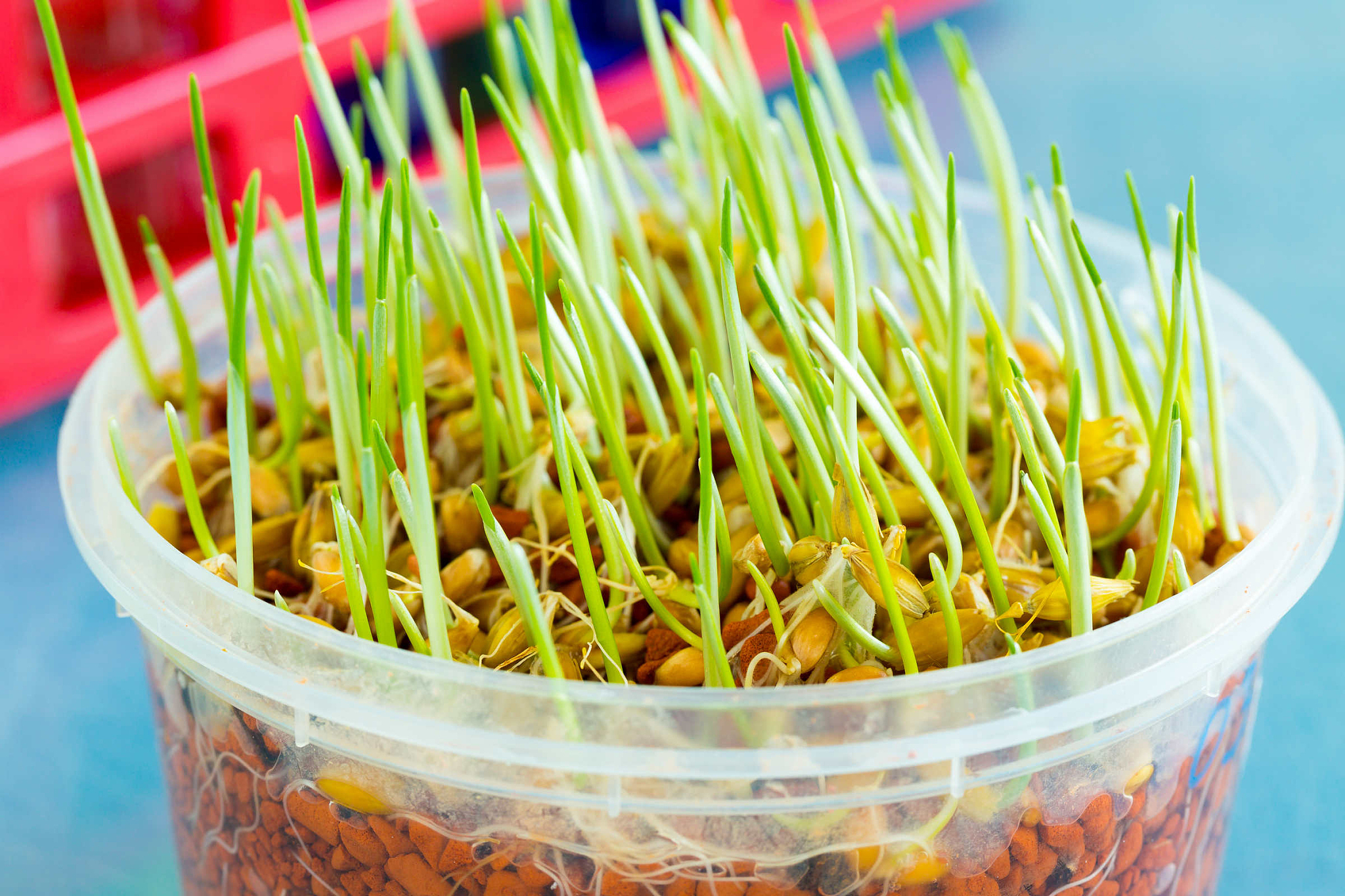 安徽省农业广播电视学校2023年招生专业：农学、食品科学、传媒、园艺