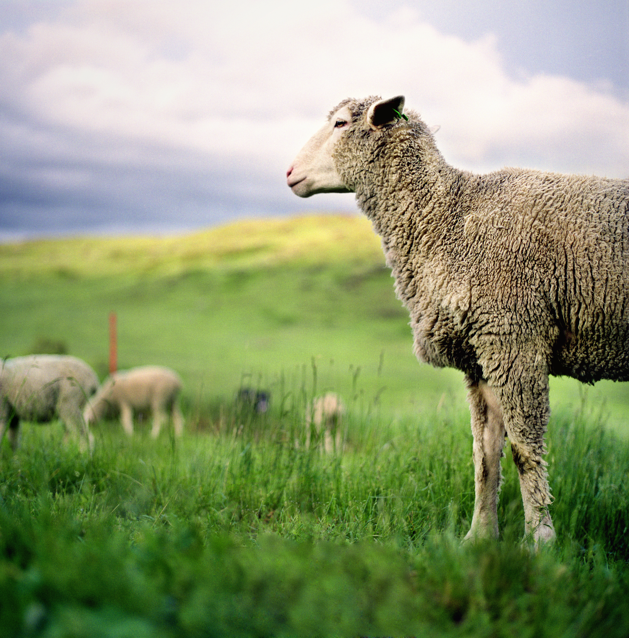 揭秘高山精灵：叶羊的生活习性全解析