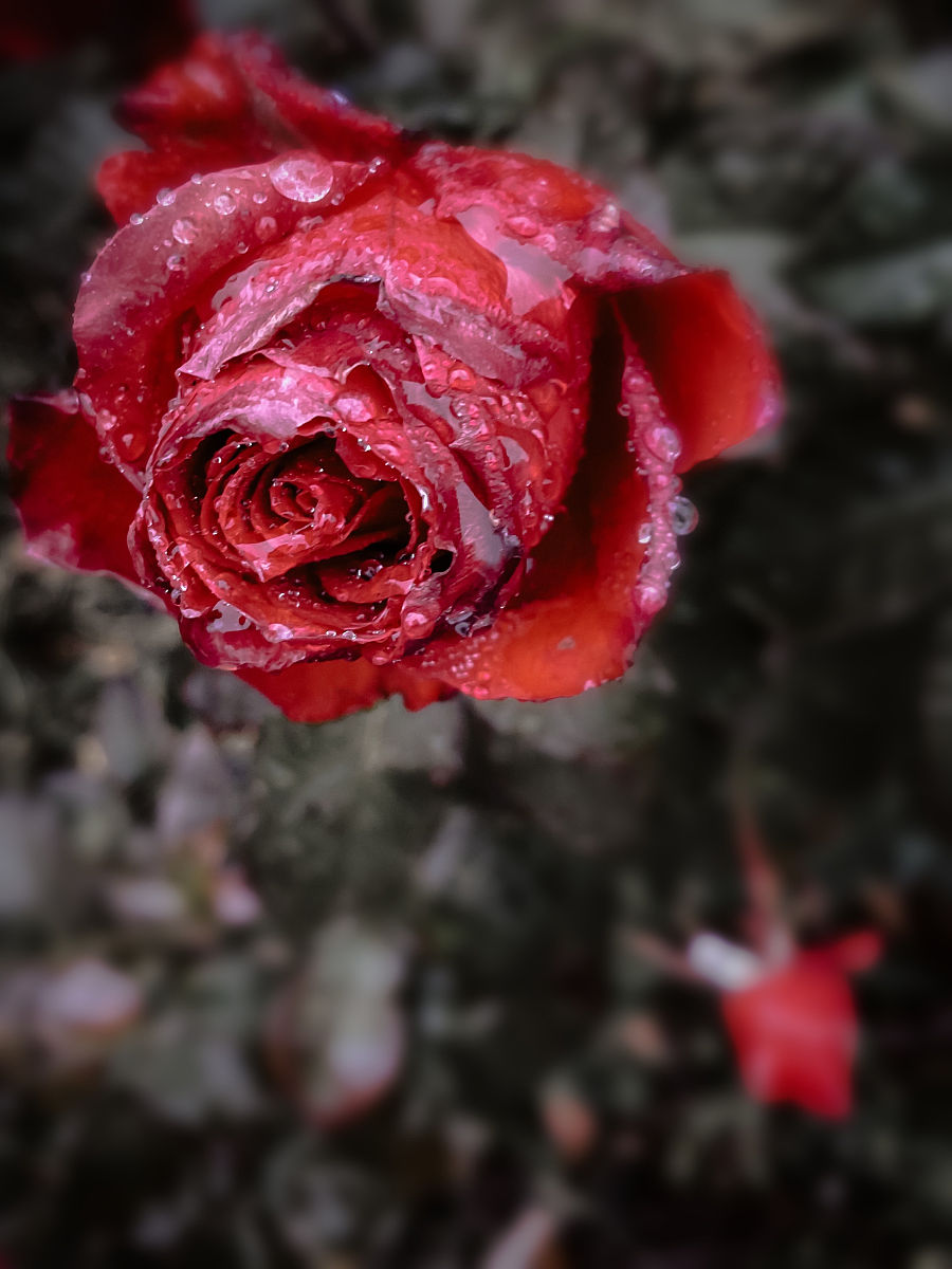 50字红玫瑰的差评