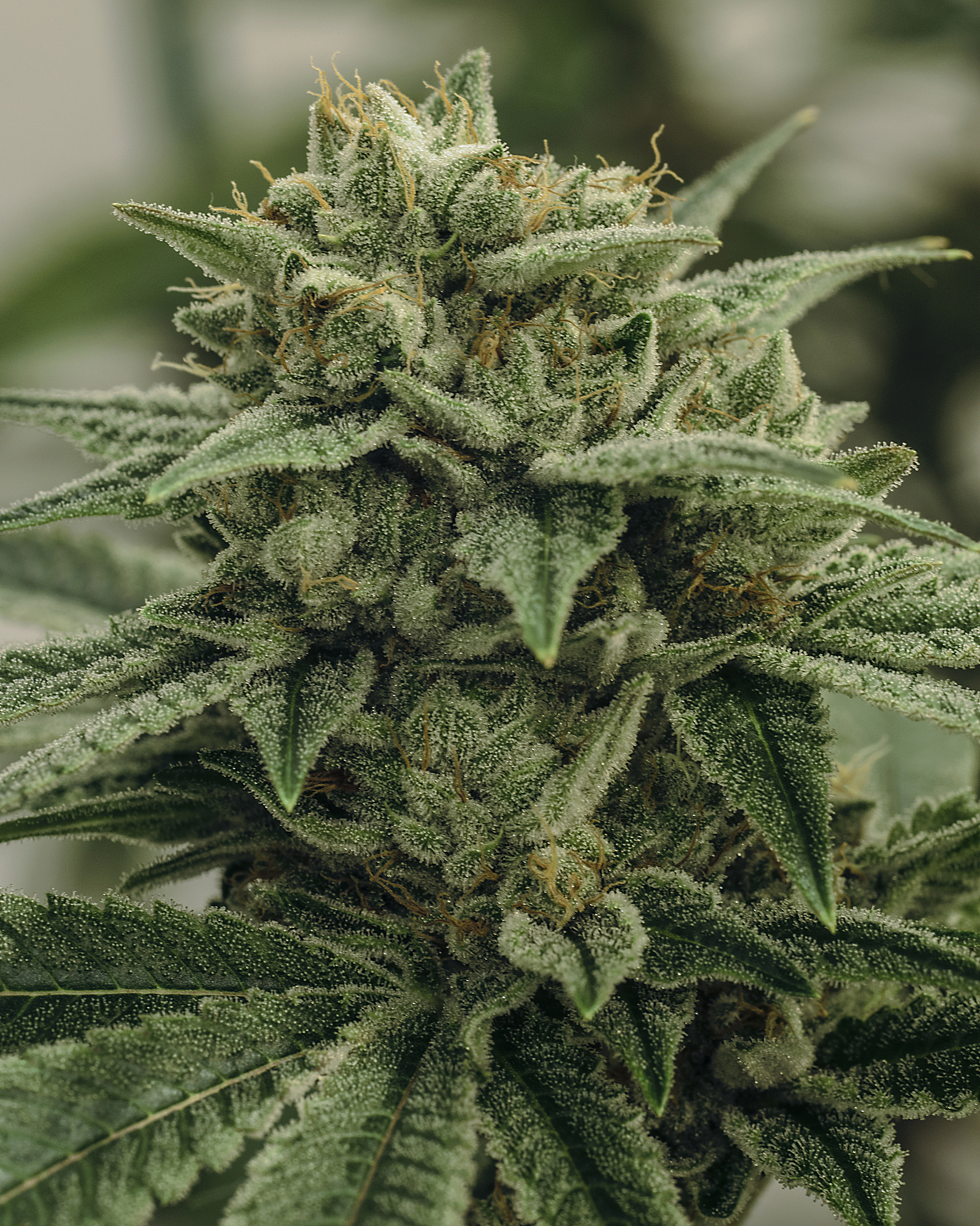 live cannabis macro bud shot