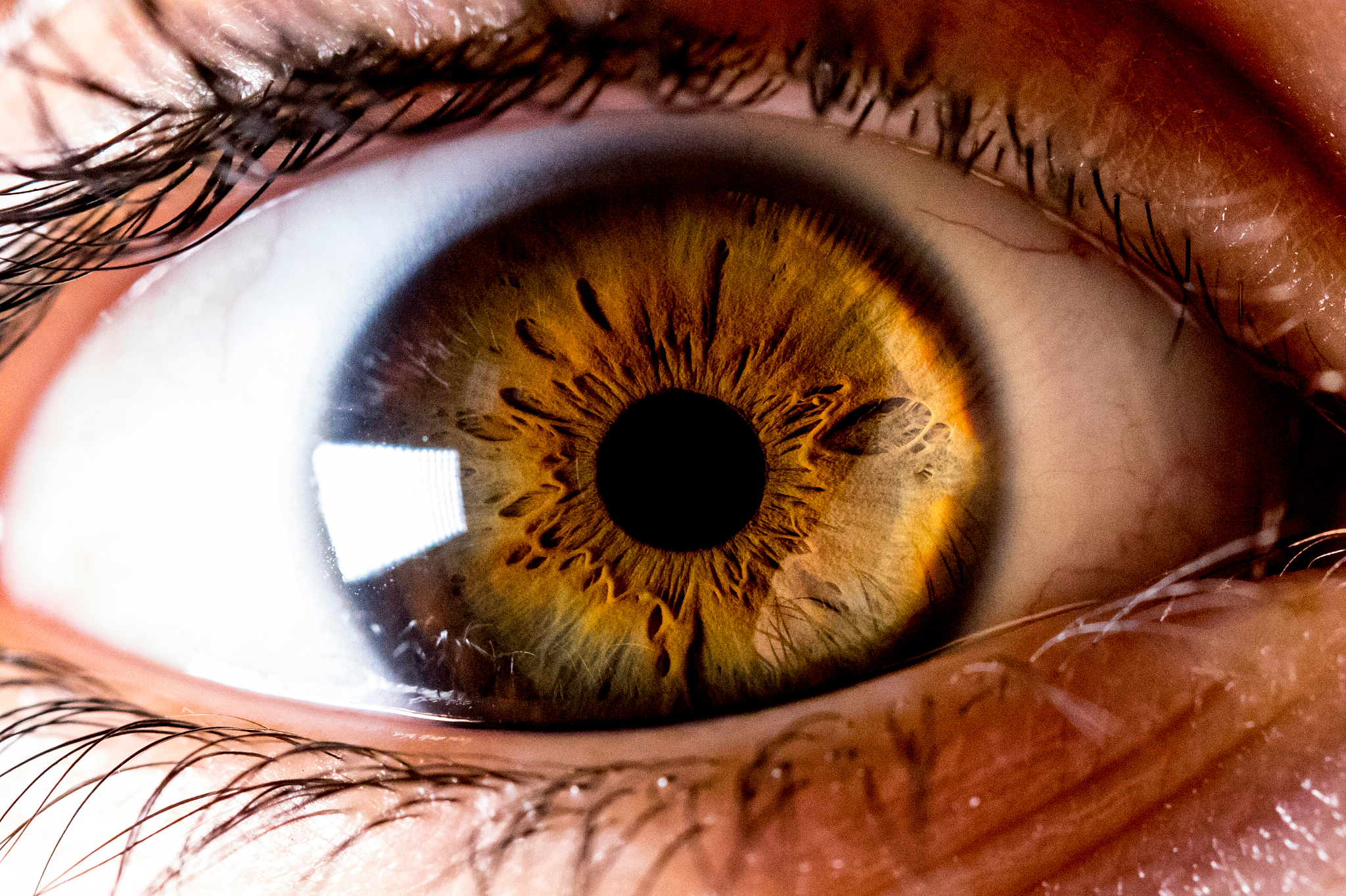 close-up portrait of brown human eye