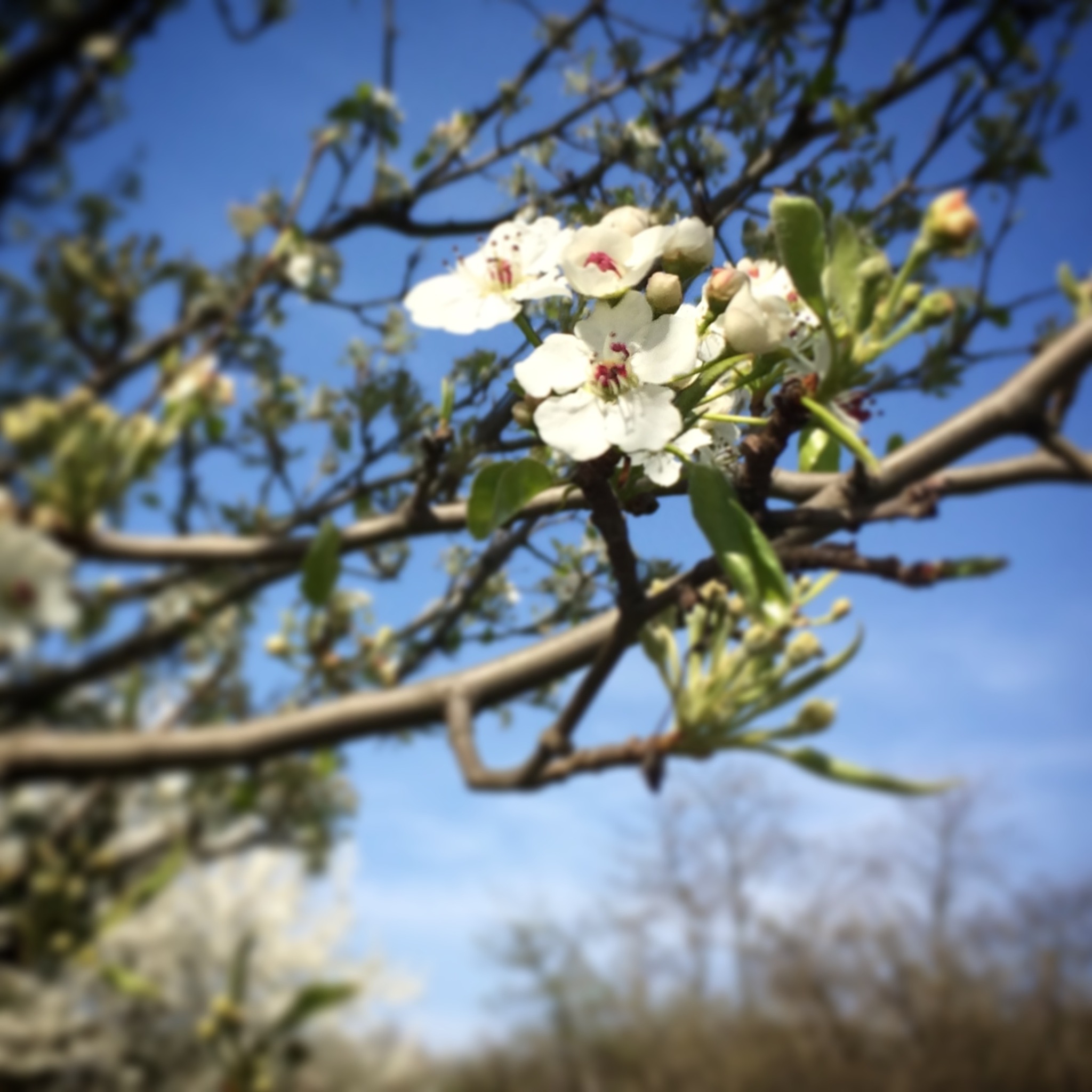 驿路梨花插叙了一件什么事