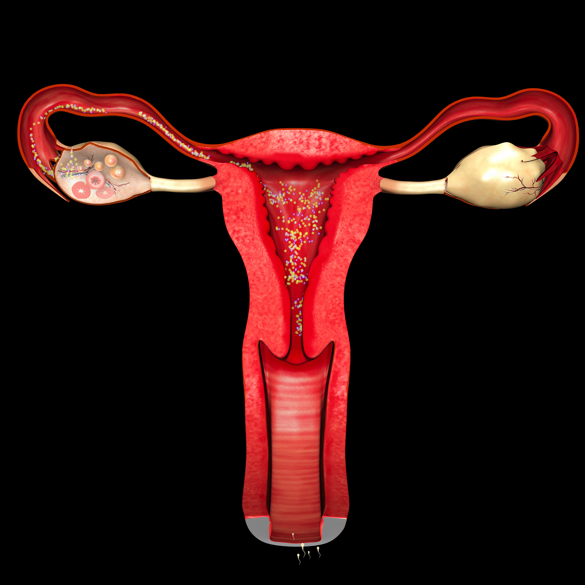 人流手术对女性生殖健康的影响研究？