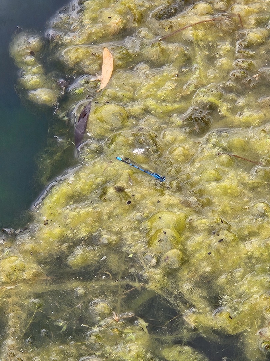 含磷洗衣粉导致水体富营养化的罪魁祸首：磷的危害及解决方案