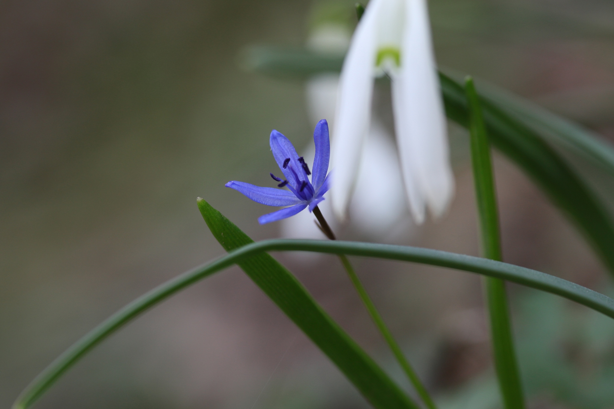 blue star flower, amsonia orientalis