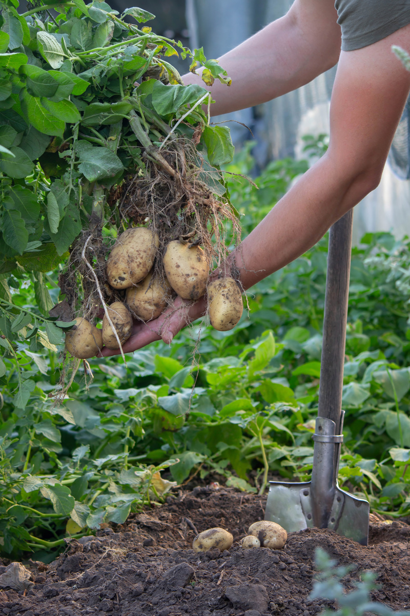 土豆种植最佳时间：春季秋季最合适！