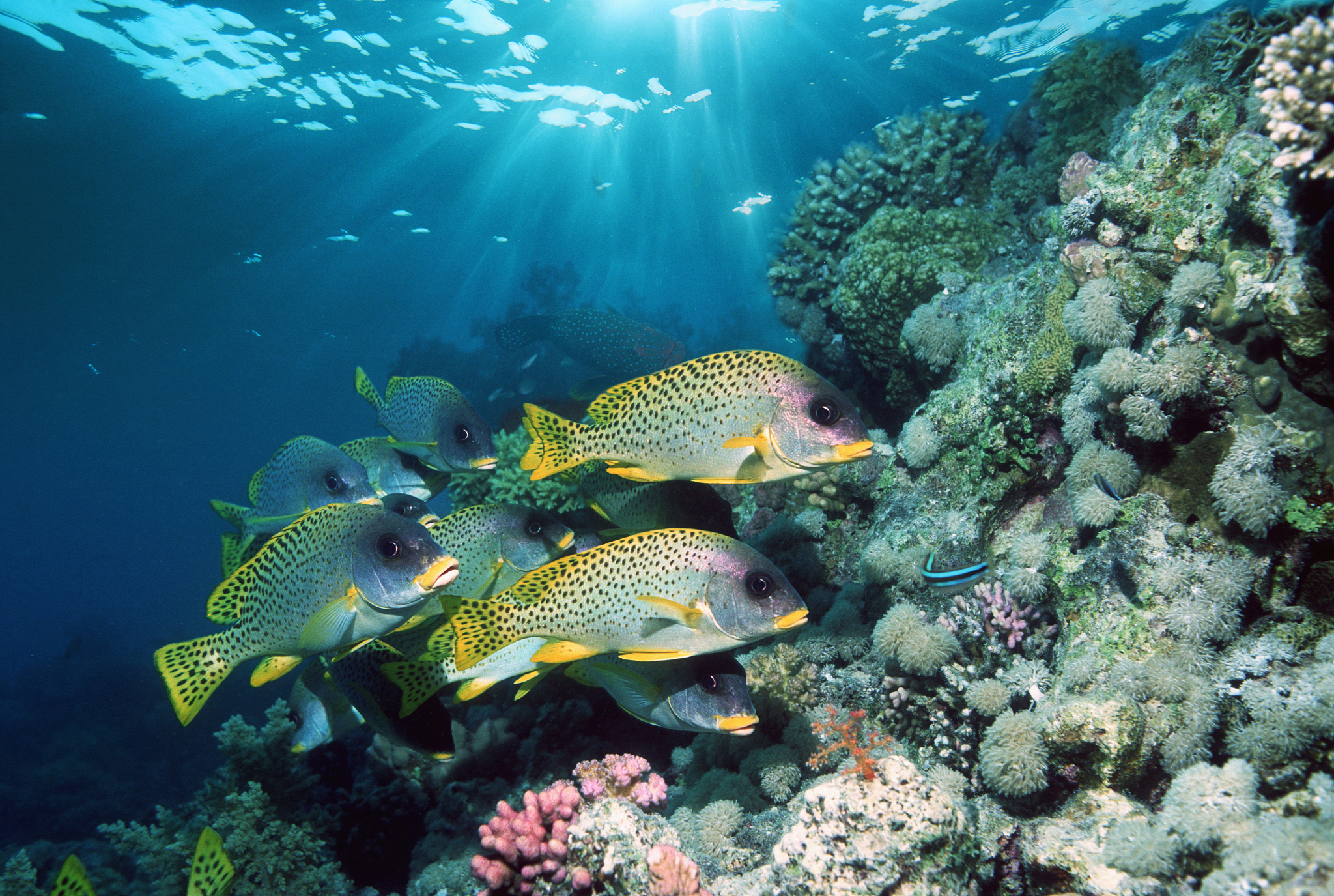 blackspotted sweetlips (plectorhinchus lineatus) (digital compos