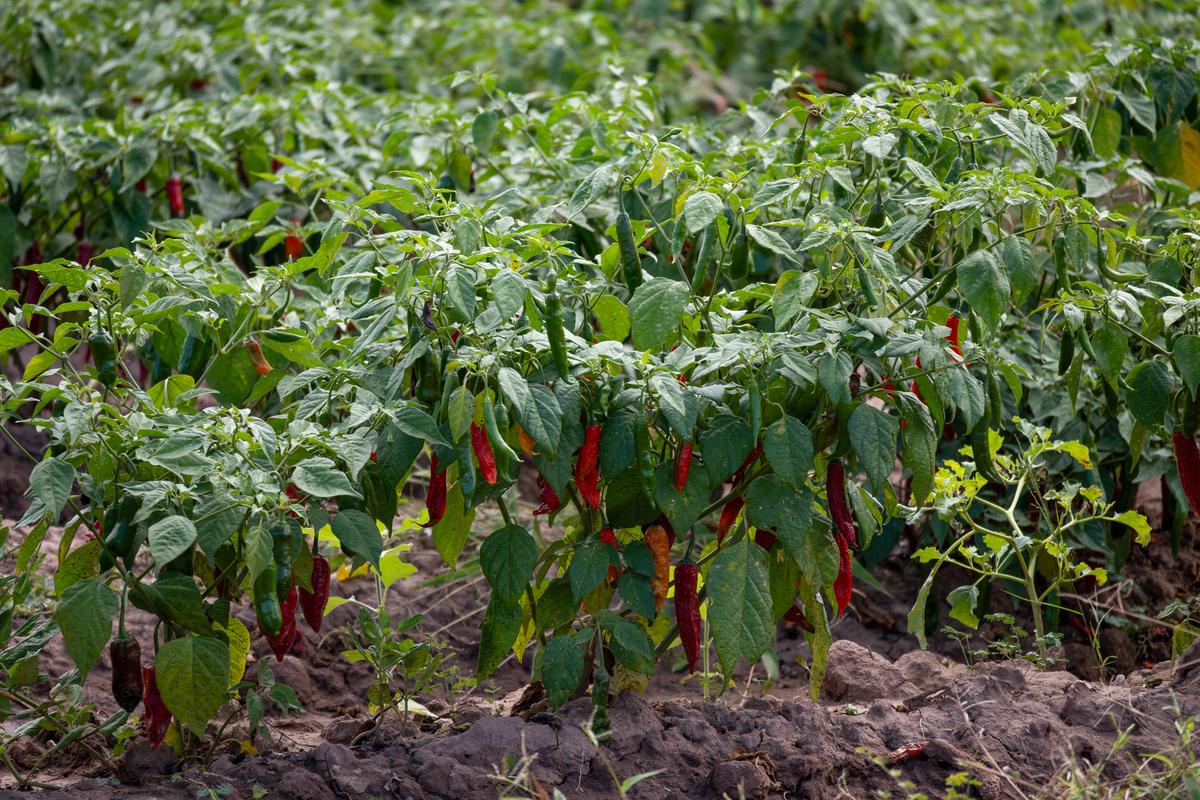 榆林地区辣椒种植现状