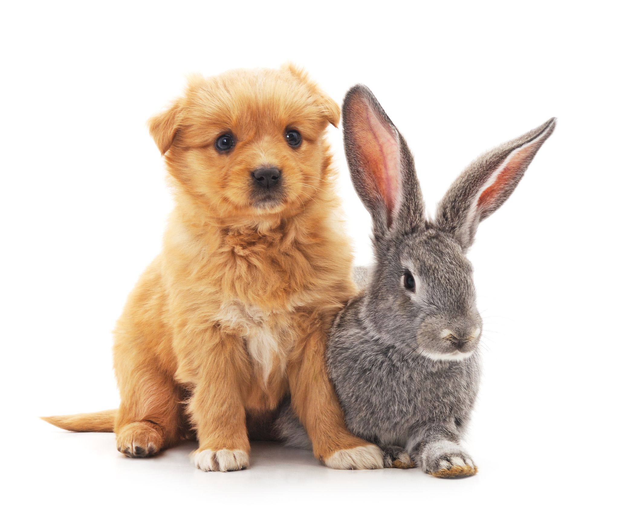 1200字关于最受欢迎的宠物种类一览