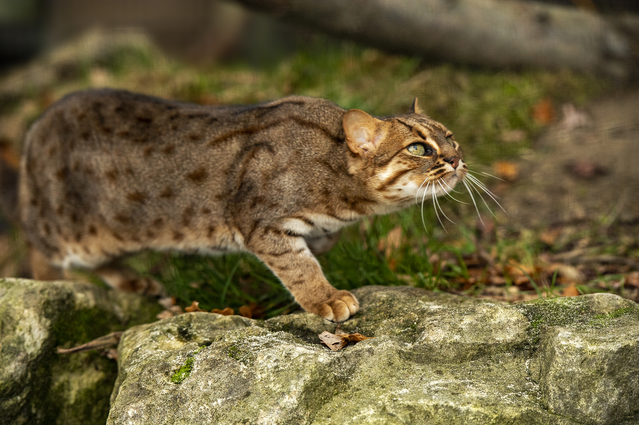 锈斑豹猫：揭秘最小的野生猫的神秘生活