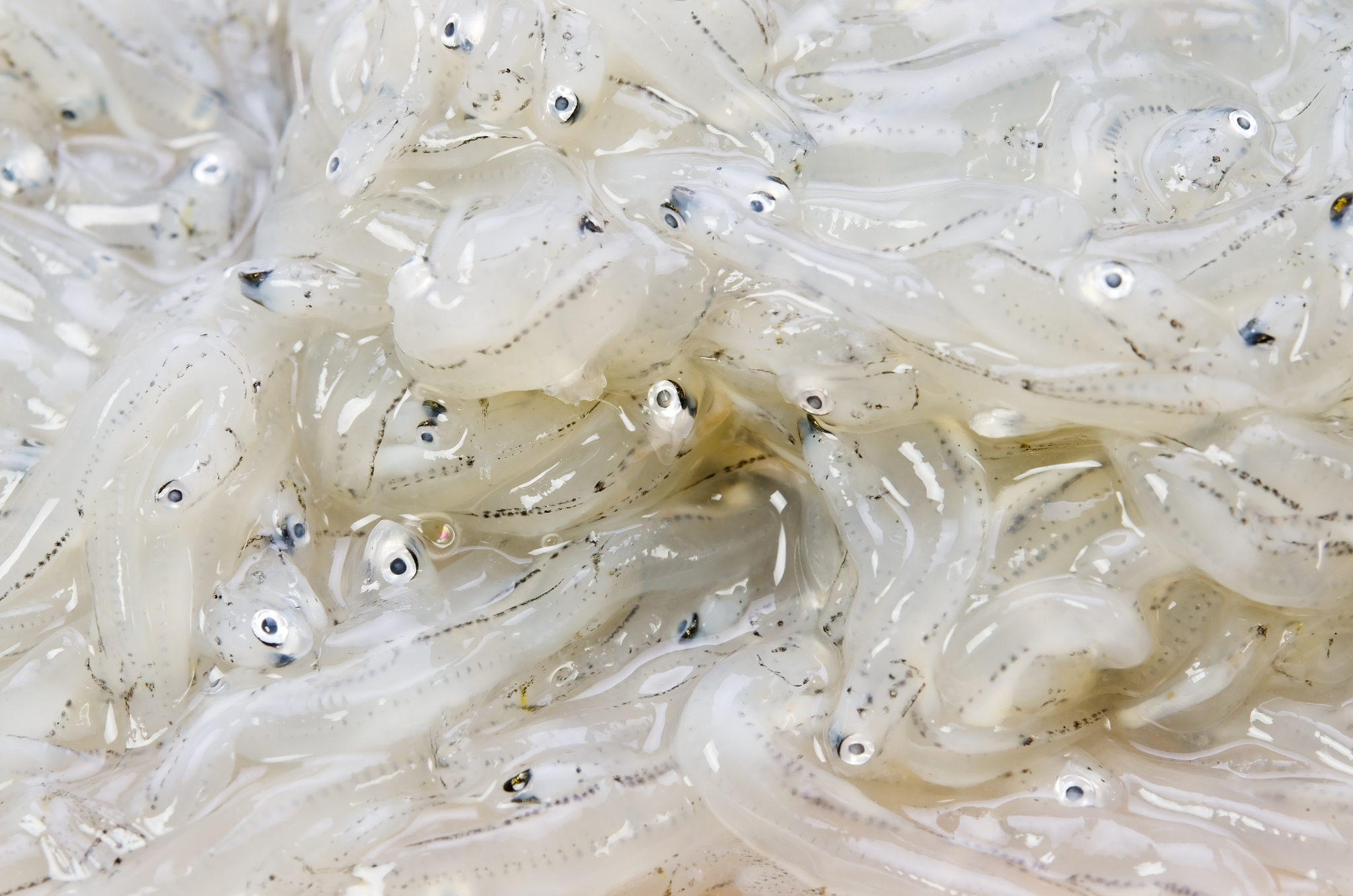 鄱阳湖银鱼：中国第一大淡水湖的特色美味