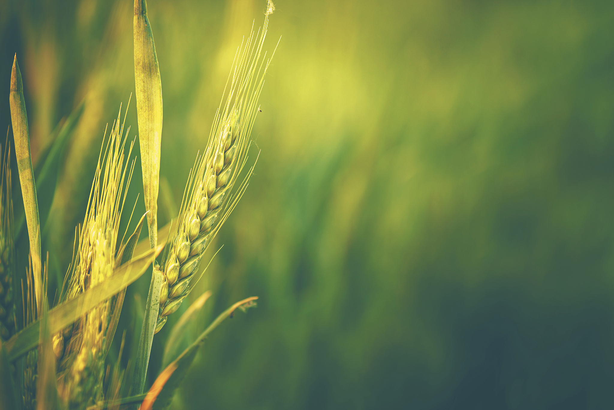 Crop Journal 期刊研究范围 - 涵盖农作物科学与相关领域