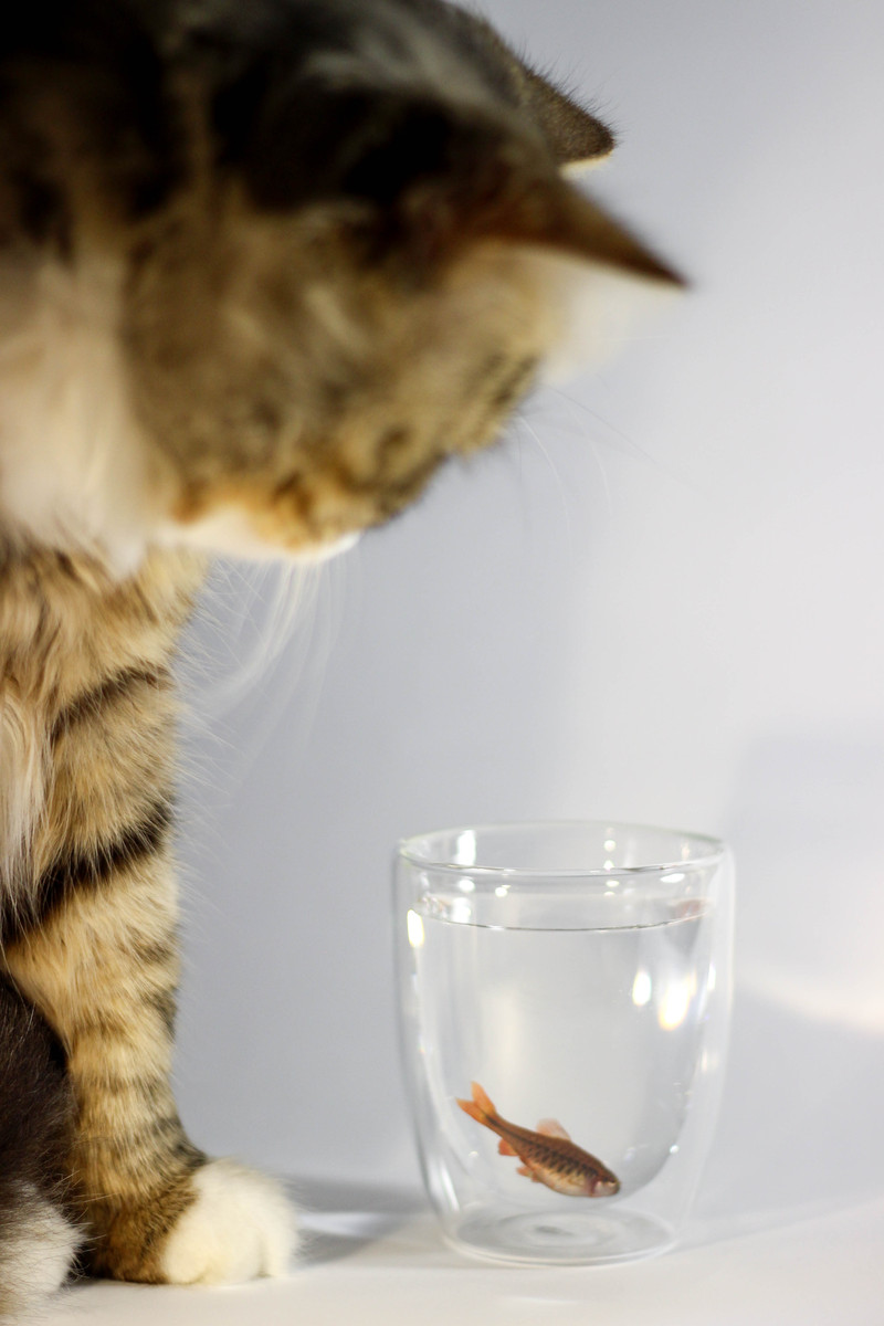 猫咪不爱喝水？教你几招，轻松解决主子的喝水难题！