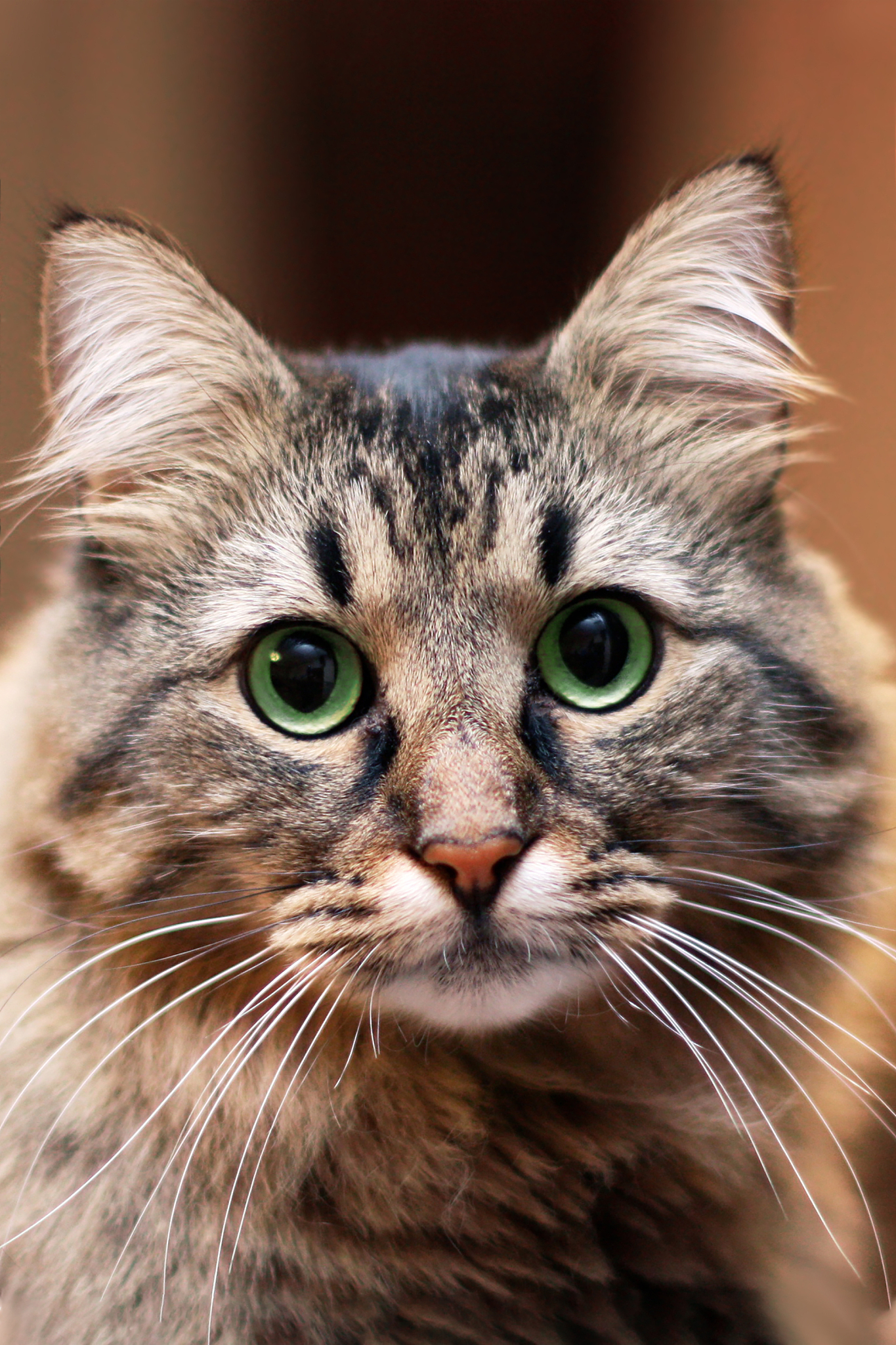 close up portrait of cute long-haired siberian cat of tabby colo