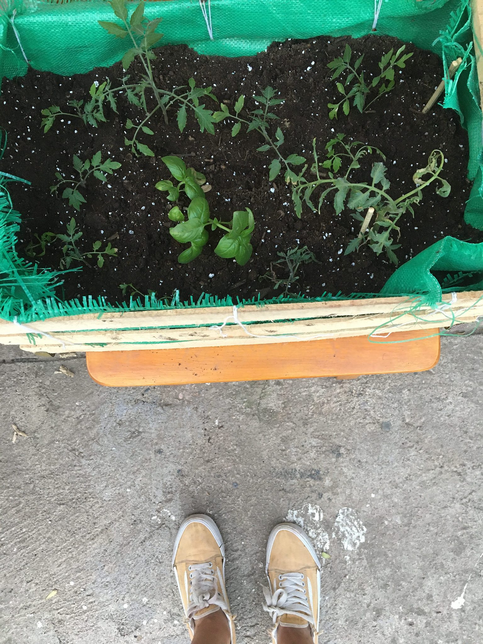 现有品质优良但抗病性较差番茄品种A早熟品种B及抗病性品种C。现欲育成一品质优良、高抗早熟品种请选择适宜方法并详述育种过程各时代以适合符号标注。