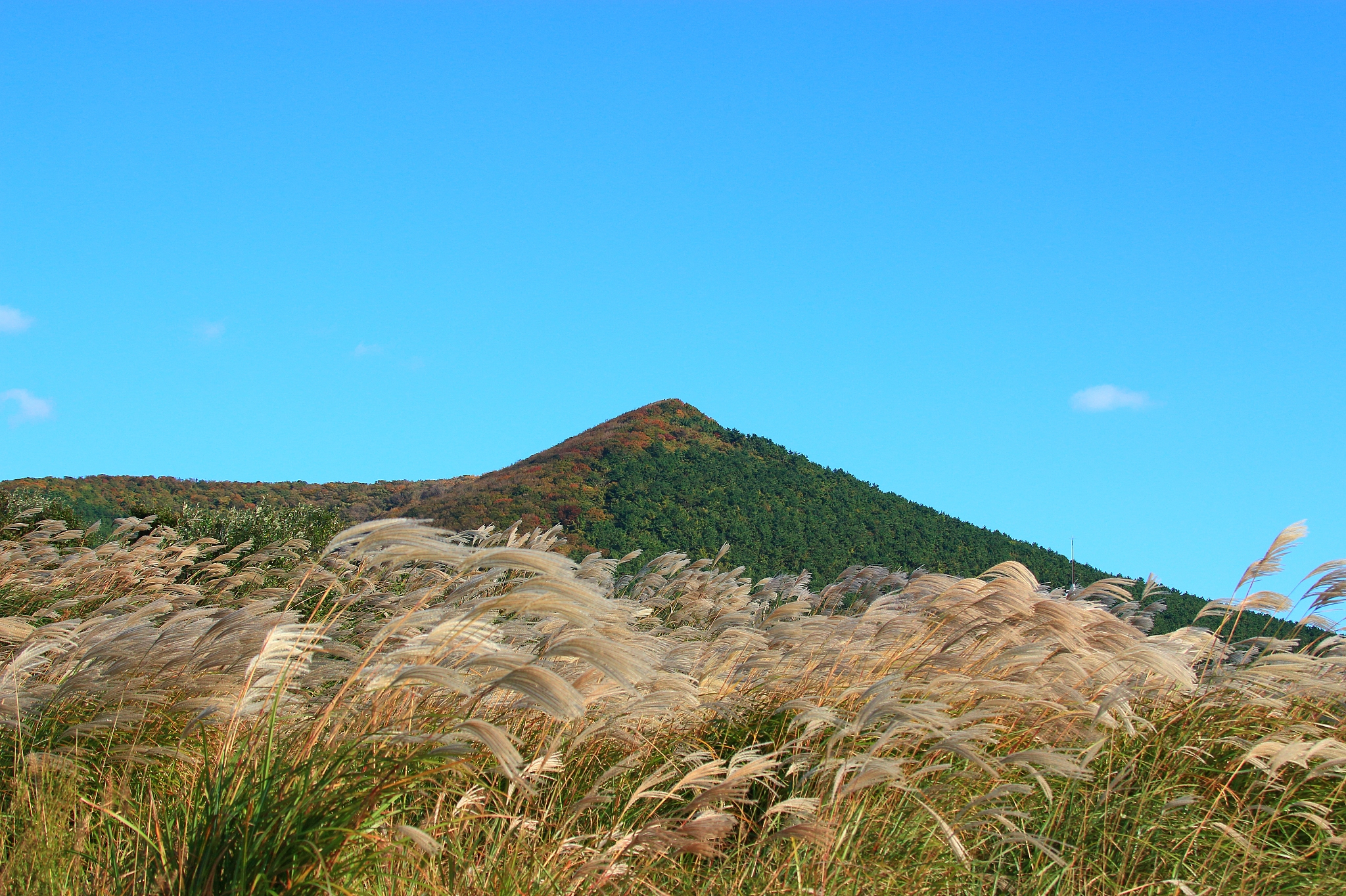 new star oreum, pampas, autumn, view,