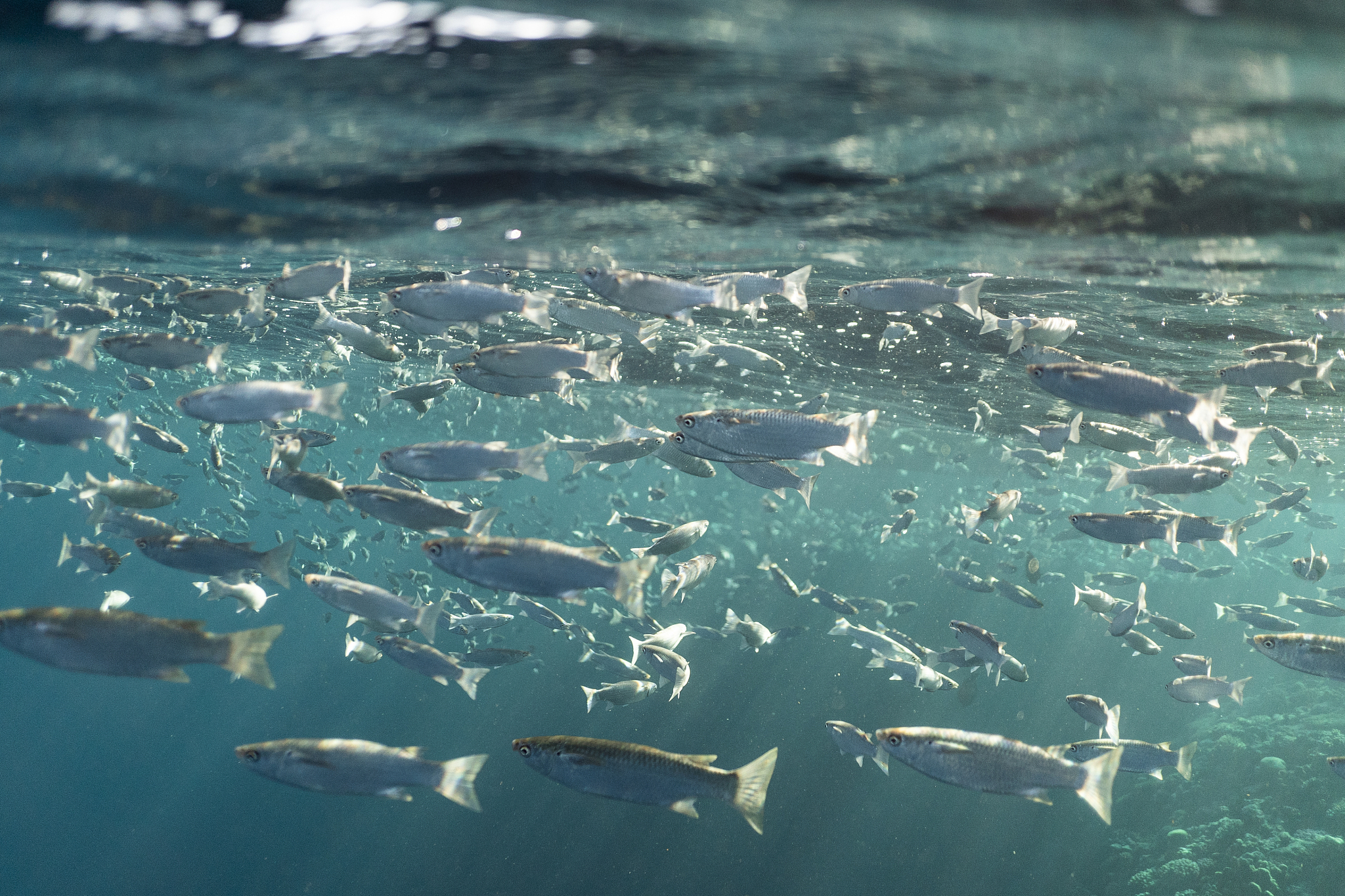 为什么鲑鱼要洄游一千左右