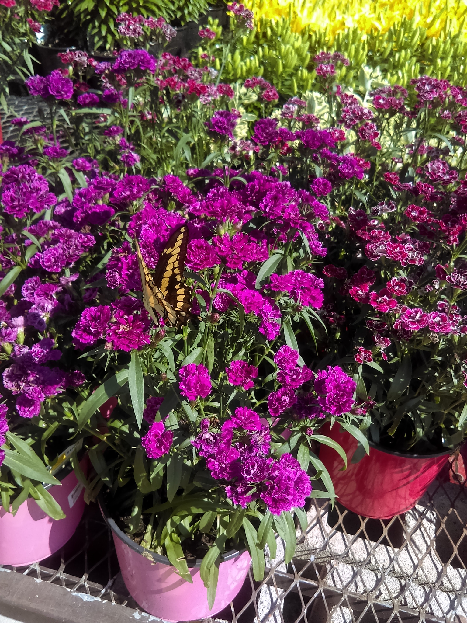 石竹的叶子枯黄怎么办