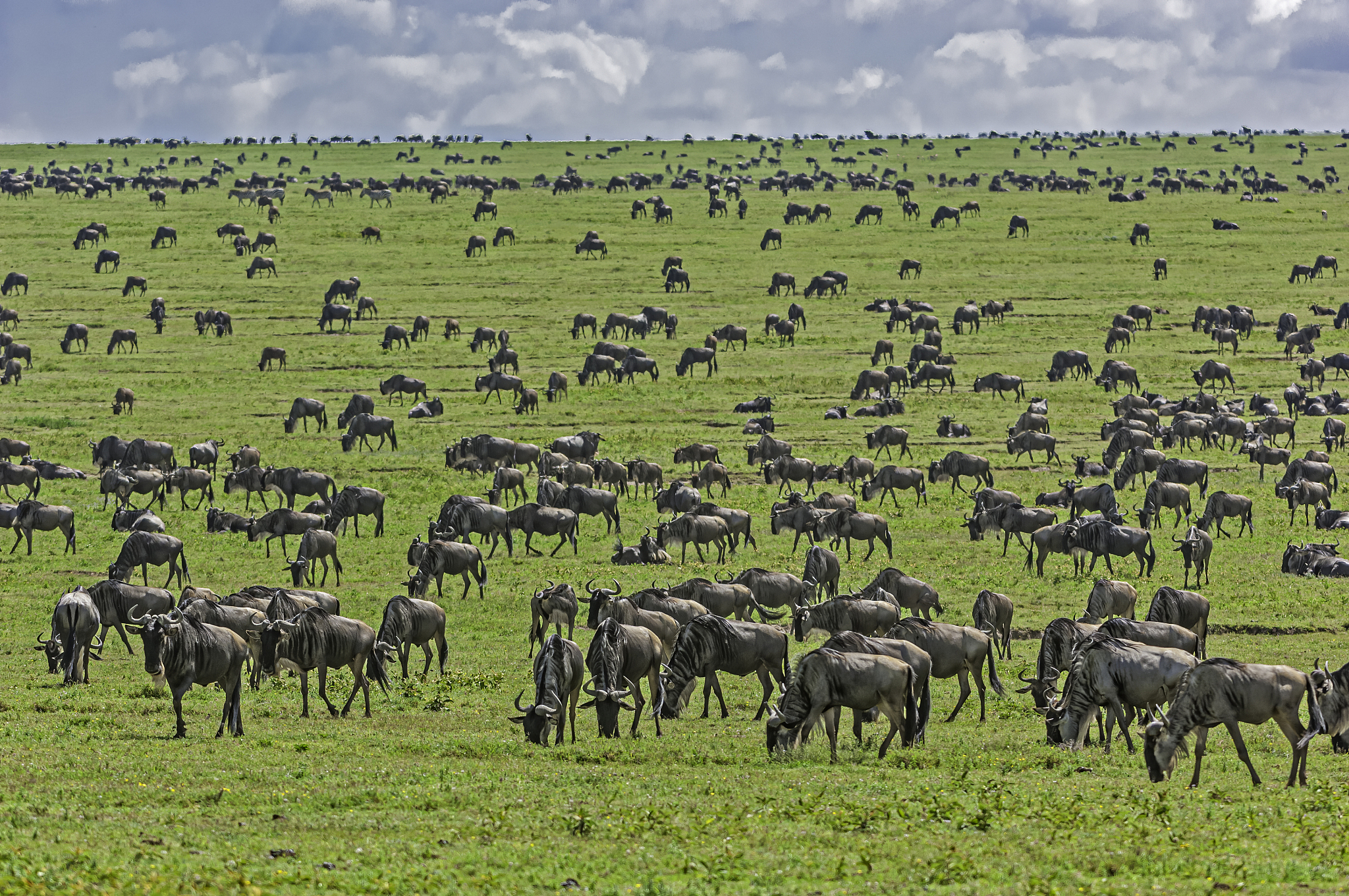 wildebeest herd, connochaetus taurinus, serengeti national park,