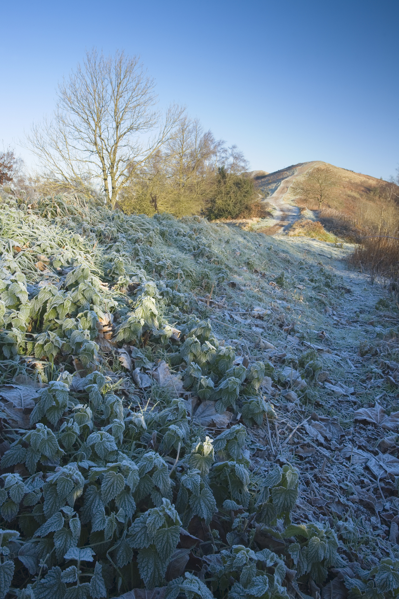 frost covered nettles on the malvern hills. herefordshire and wo