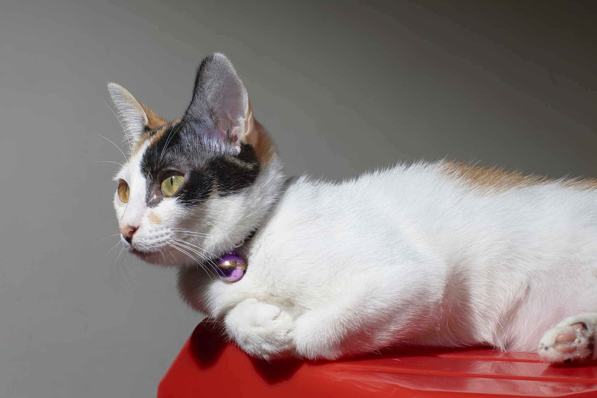 a cat who has yellow eyes.