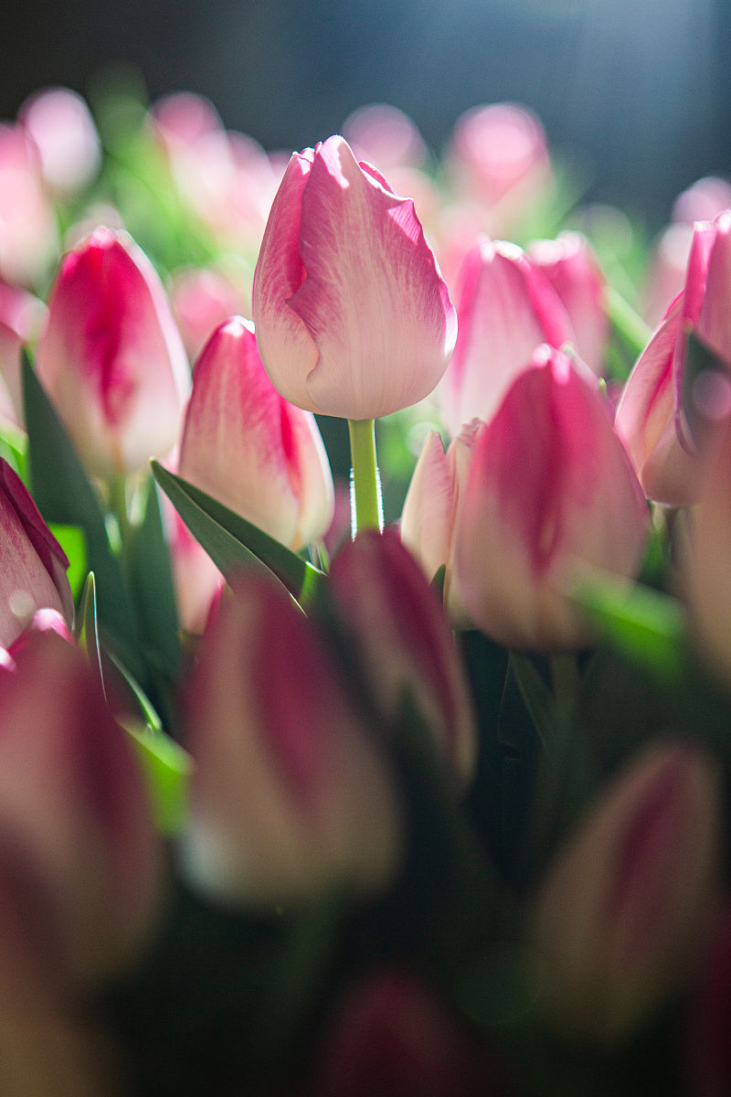 形容郁金香好看的幽默朋友圈文案