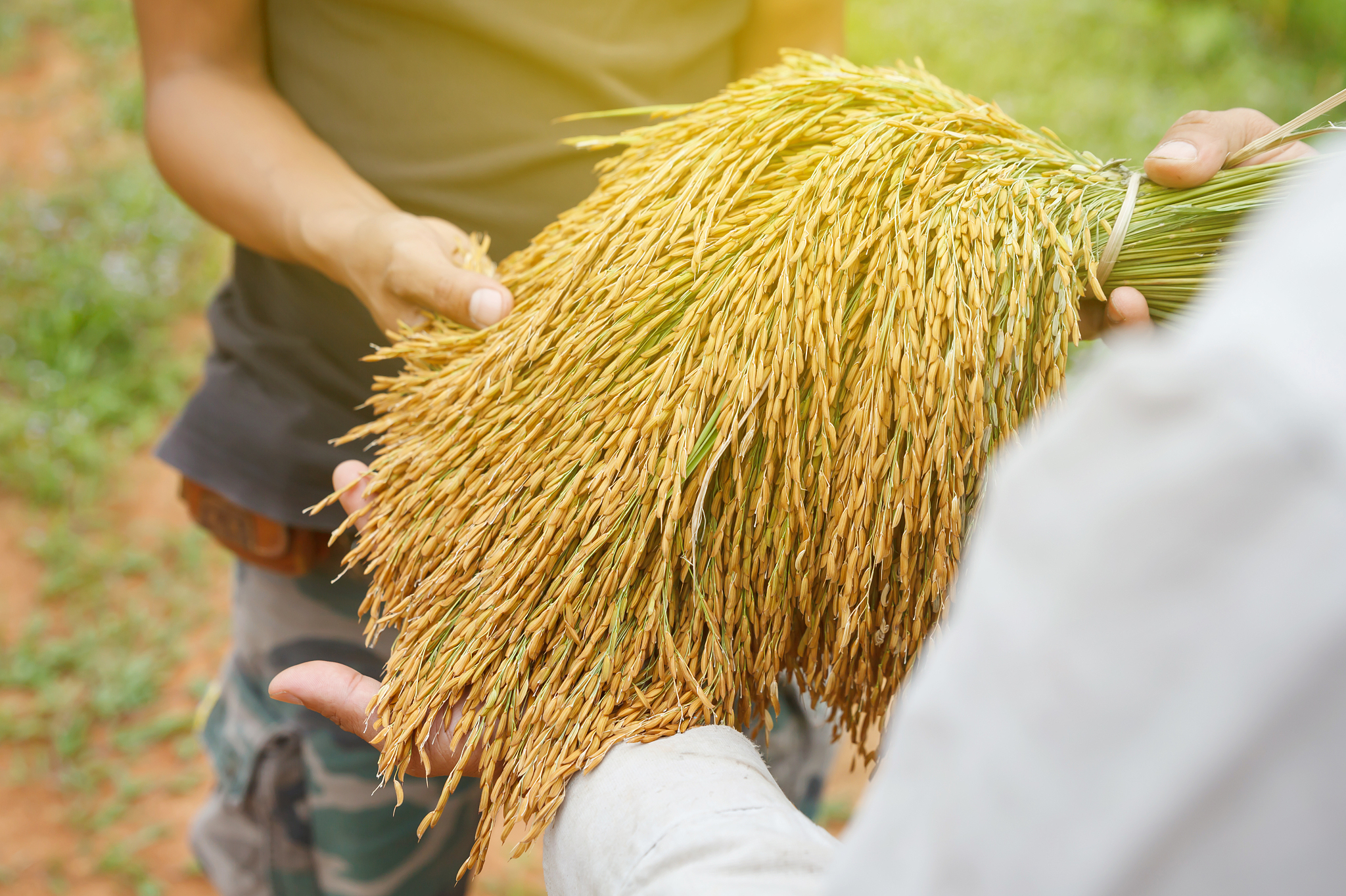 曲靖农业学校五年制大专招生信息 - 培养优秀的农业人才