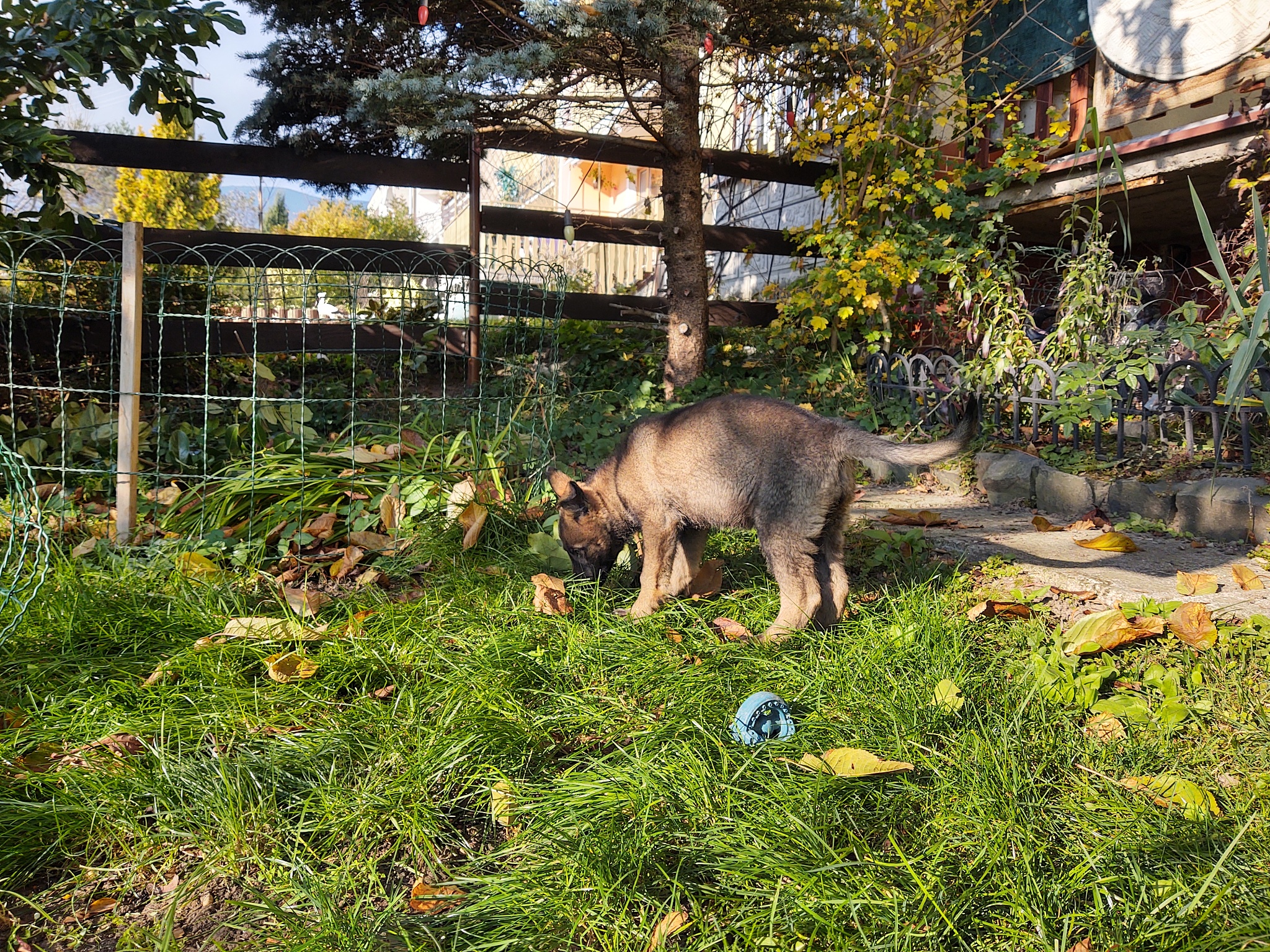 1《家谱》以修谱师修家谱的过程考察在修家谱的时候发生的事情过程在修家谱的过程中对家族历史有没有美化。请模仿上述文字写出观察校园动物生活的文字字数一百字以内