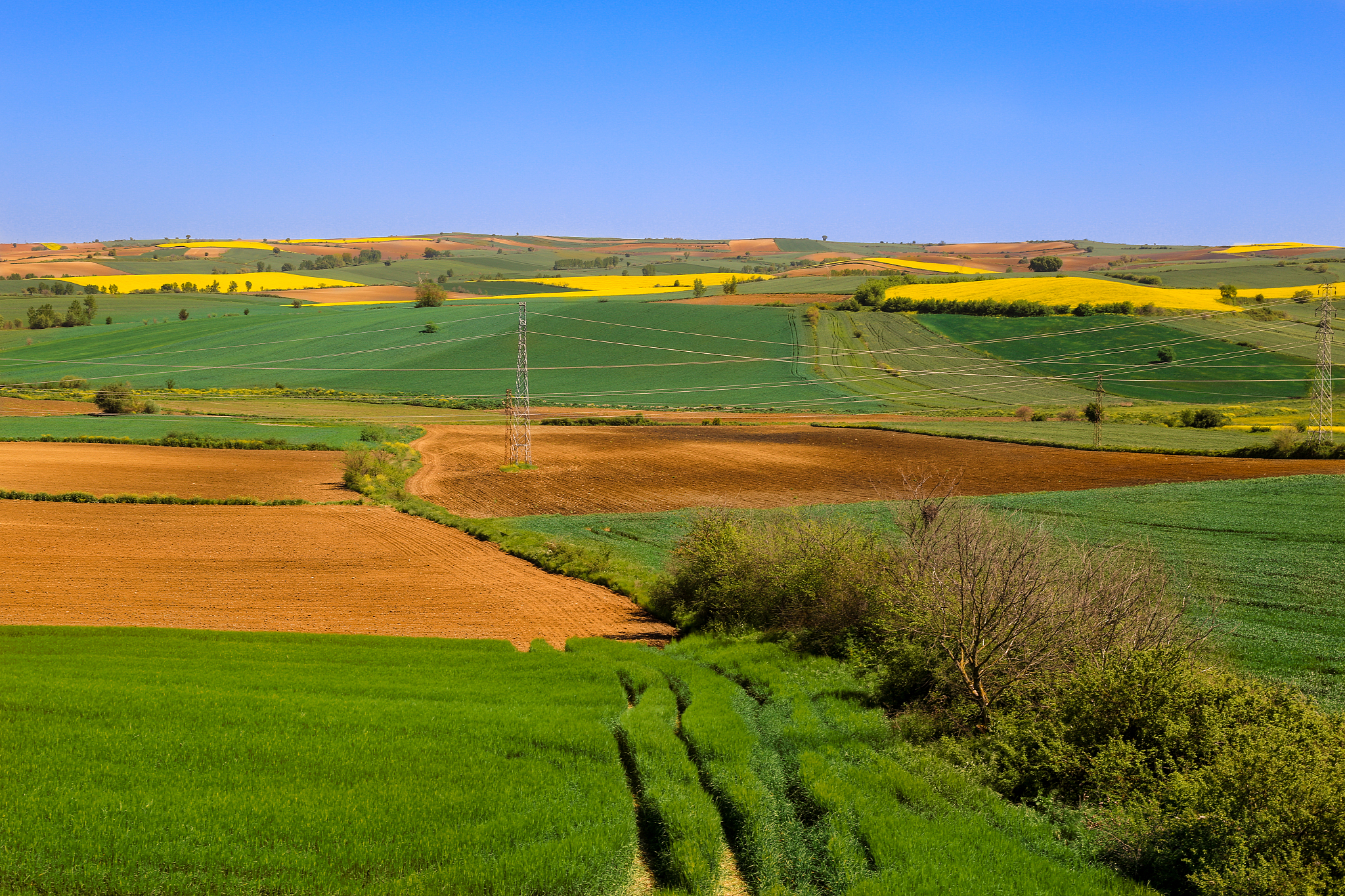 sun flower and wheat farms