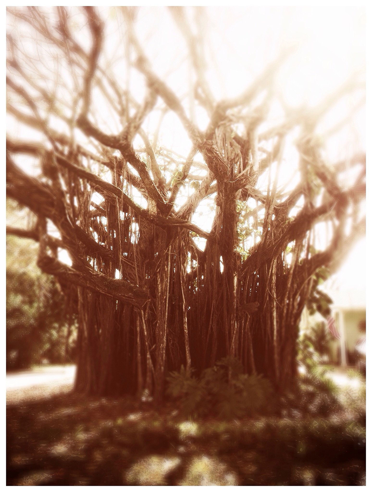 树欲静而风不停是什么意思_词语树欲静而风不停的意思