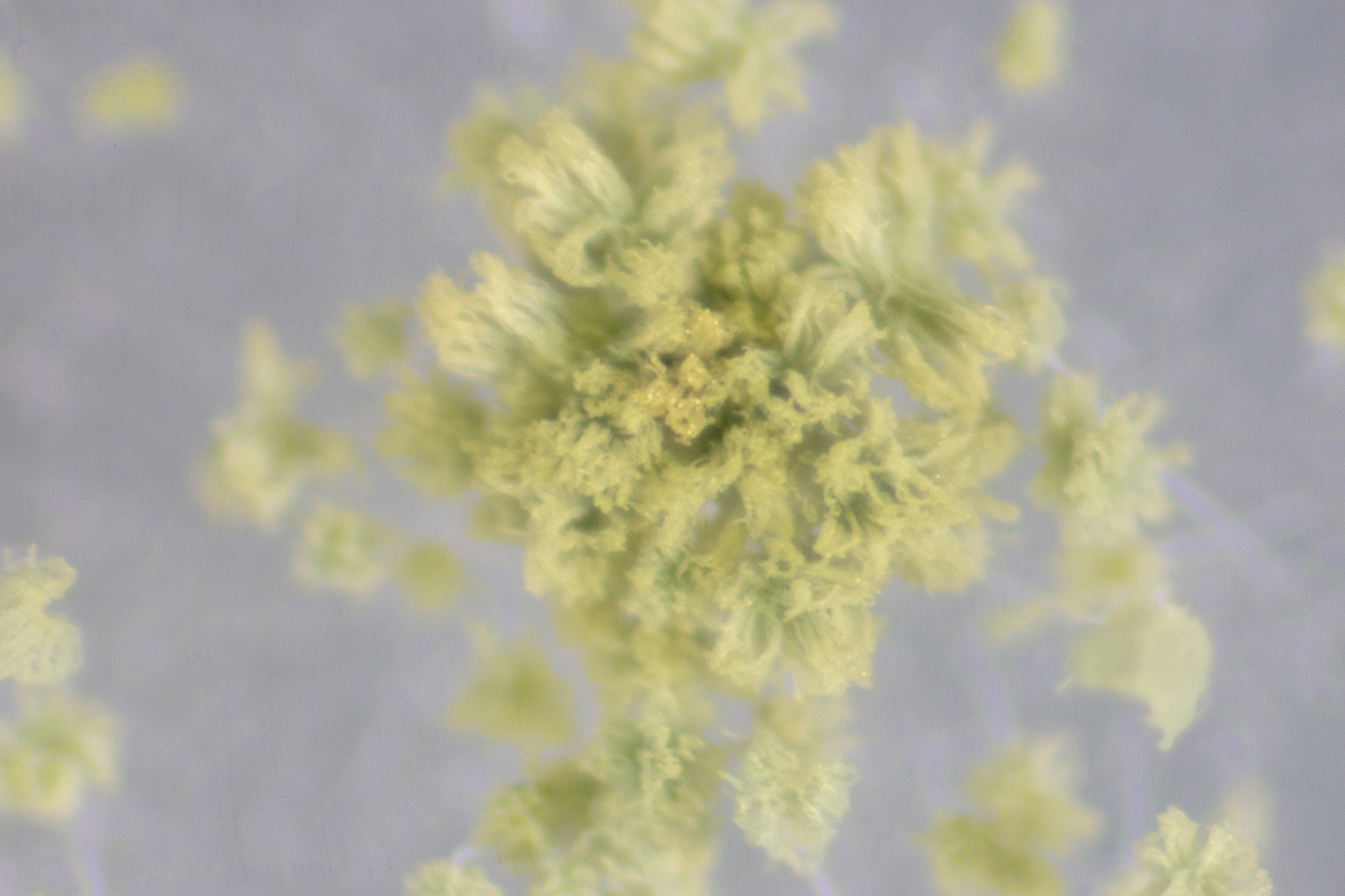 大豆水分和温度条件下霉菌易生长：ERH超过70%