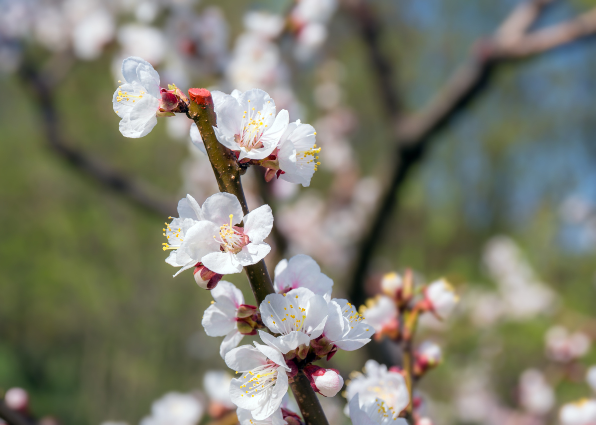 山西杏花村景点介绍