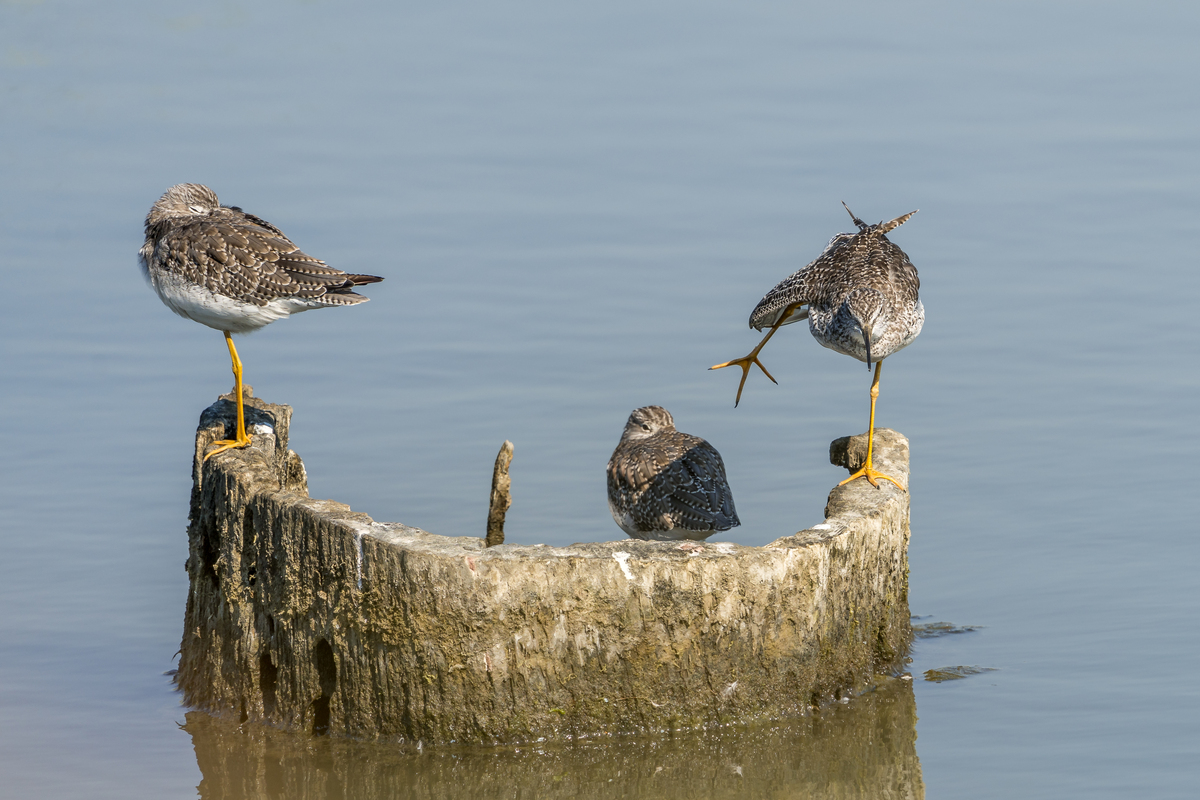 勇敢少年保护鱼鹰巢穴，阻止偷蛋者