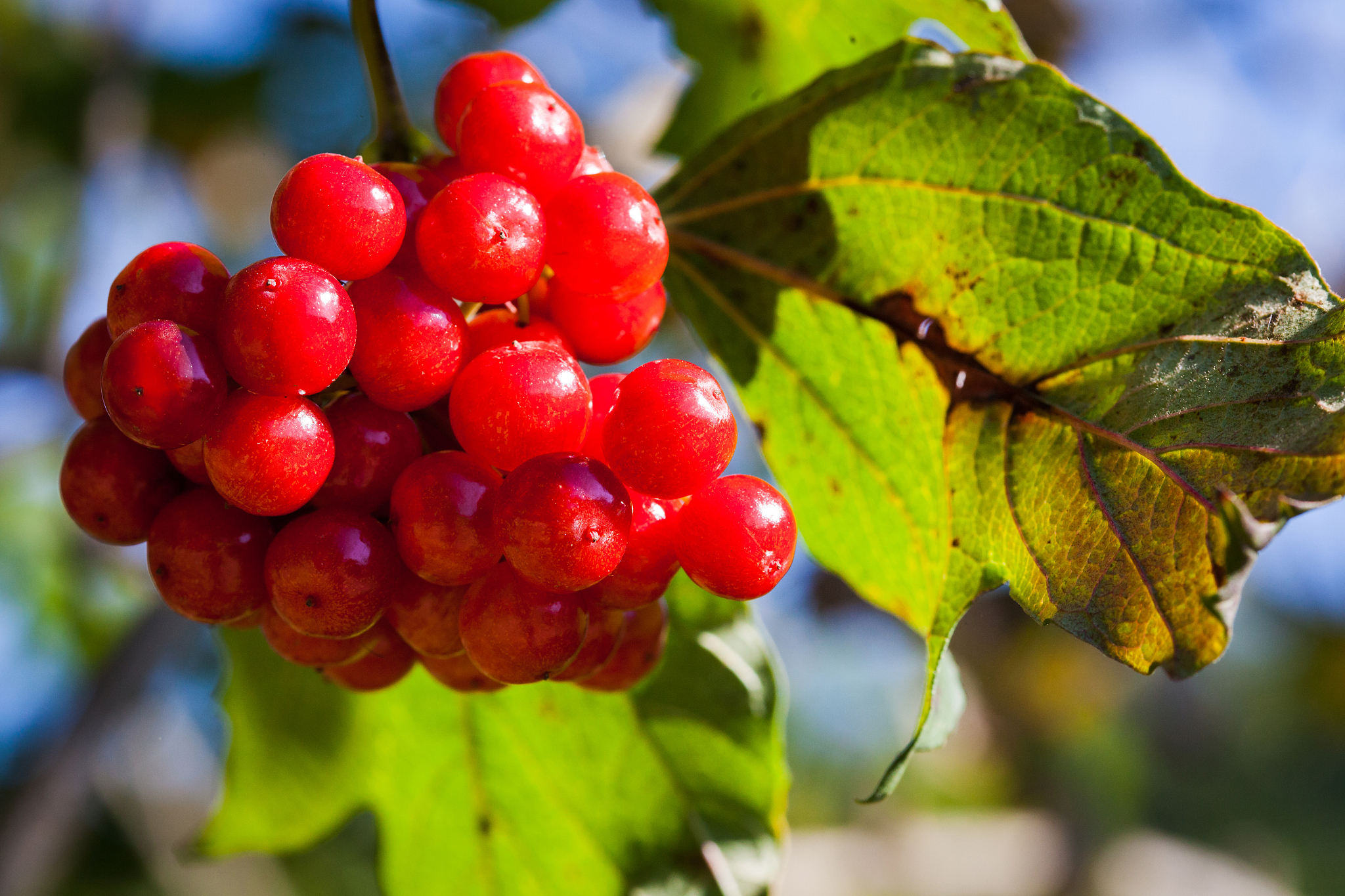 guelder rose
