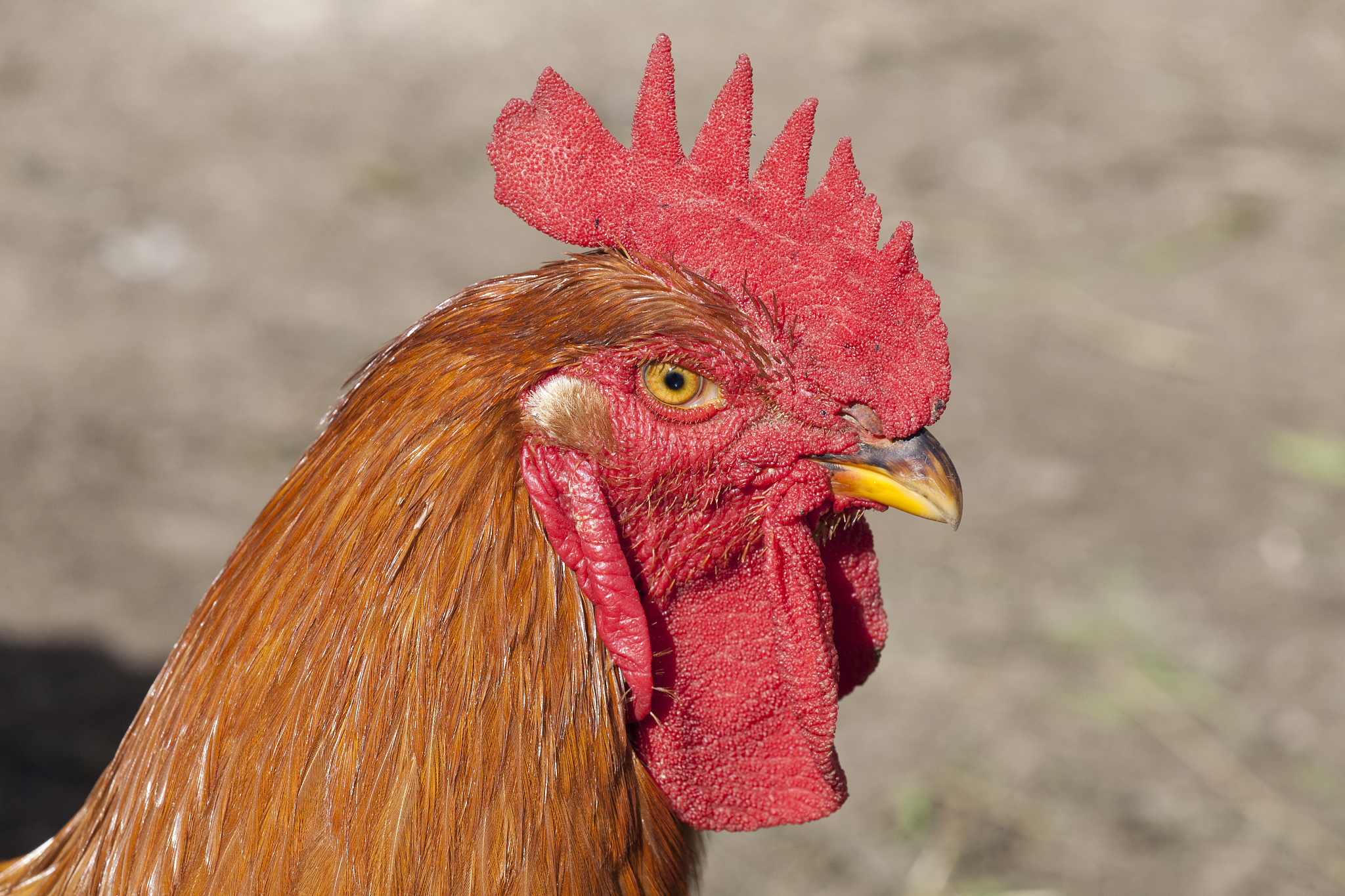 kalimero cockerel
