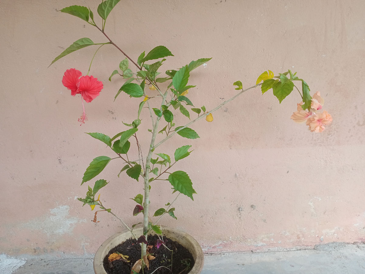 芙蓉花怎样栽培和繁殖 芙蓉花怎么栽培成活率高些