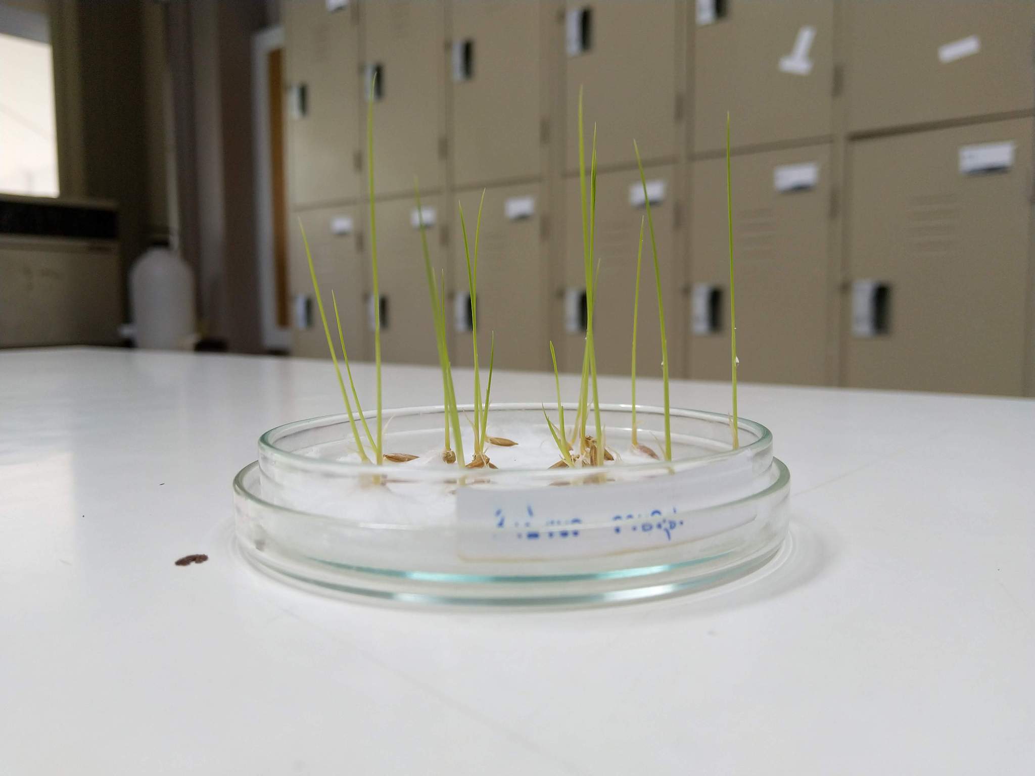 光纤湿敏膜制作：琼脂溶液涂覆方法