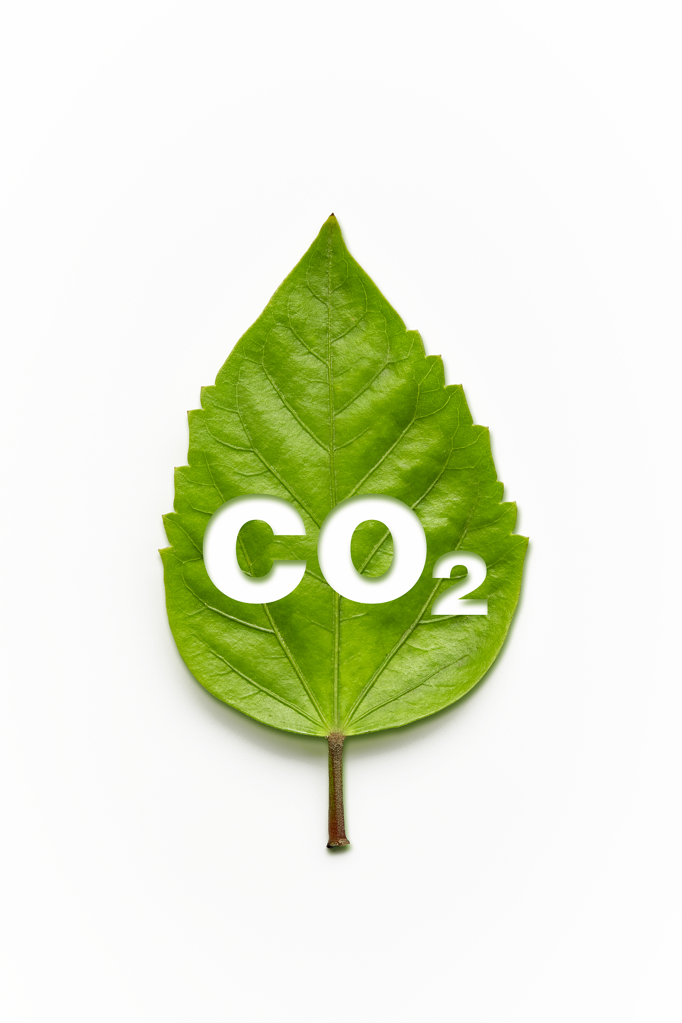 carbondioxide symbol on a green leaf