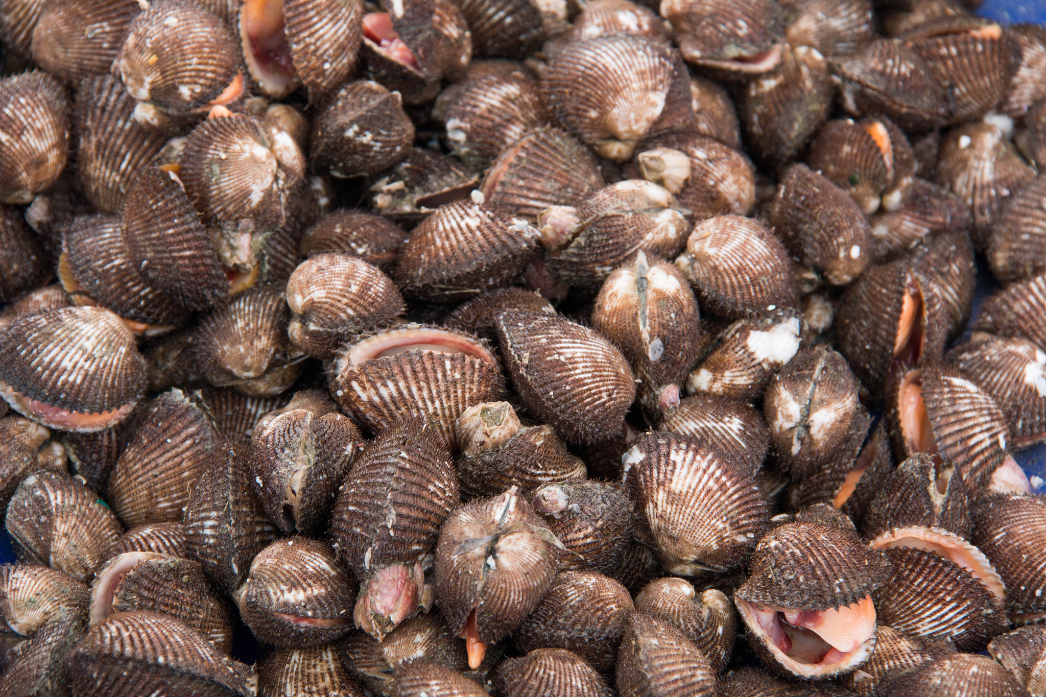 《FISH & SHELLFISH IMMUNOLOGY》期刊投稿指南：深度解析5大稿件类型