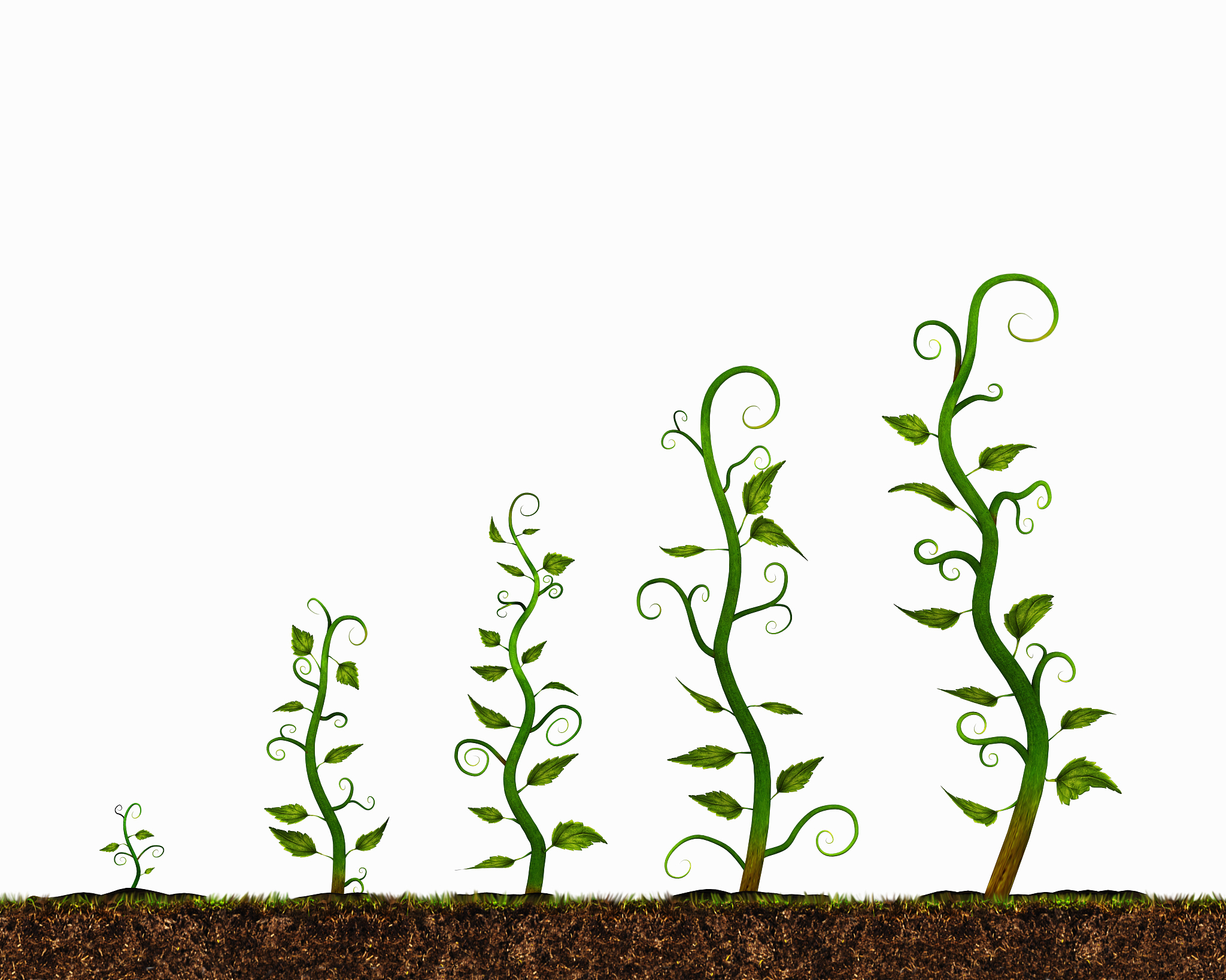 优化随机环境中长期增长率的模型：年生植物种子发芽策略