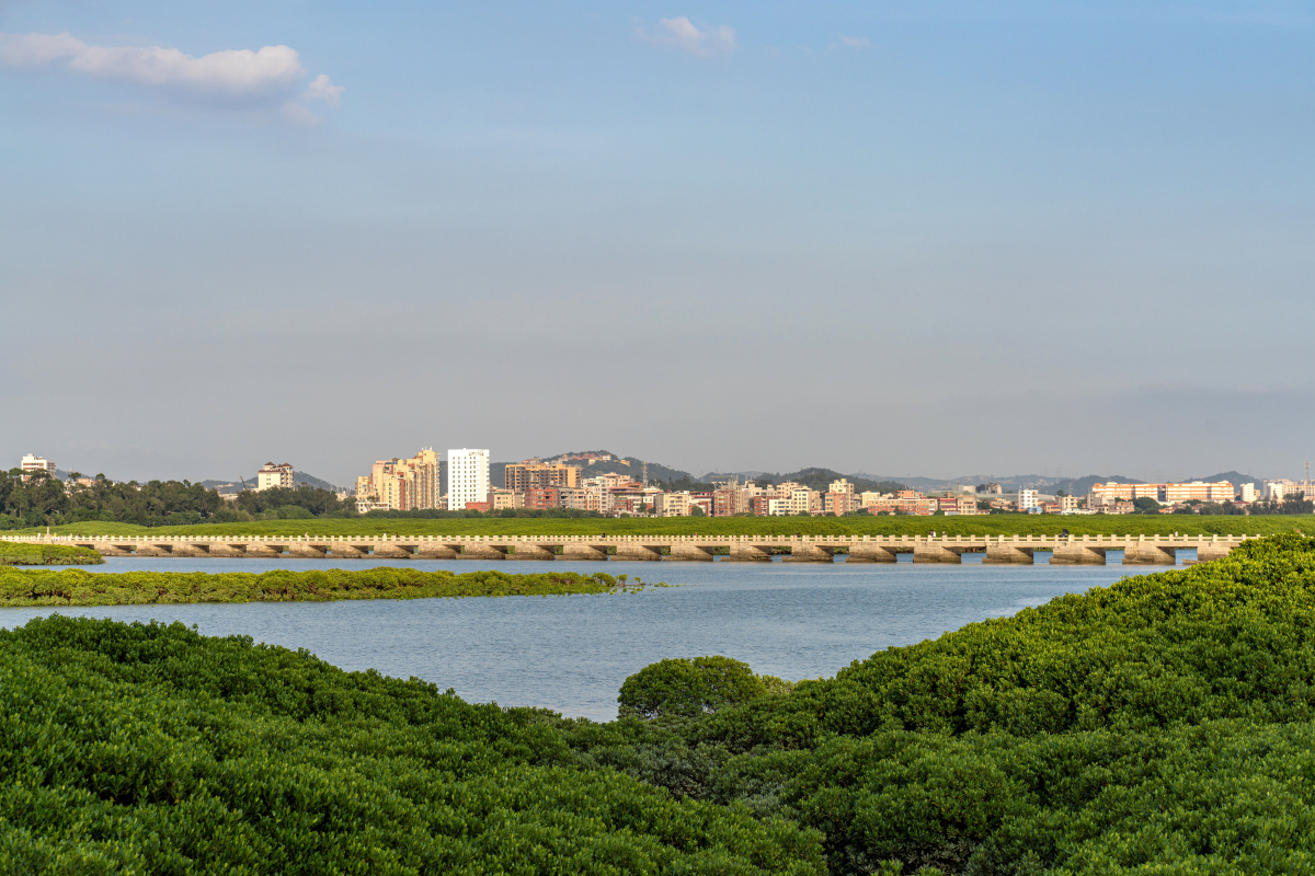 红树林,古桥和海边建筑
