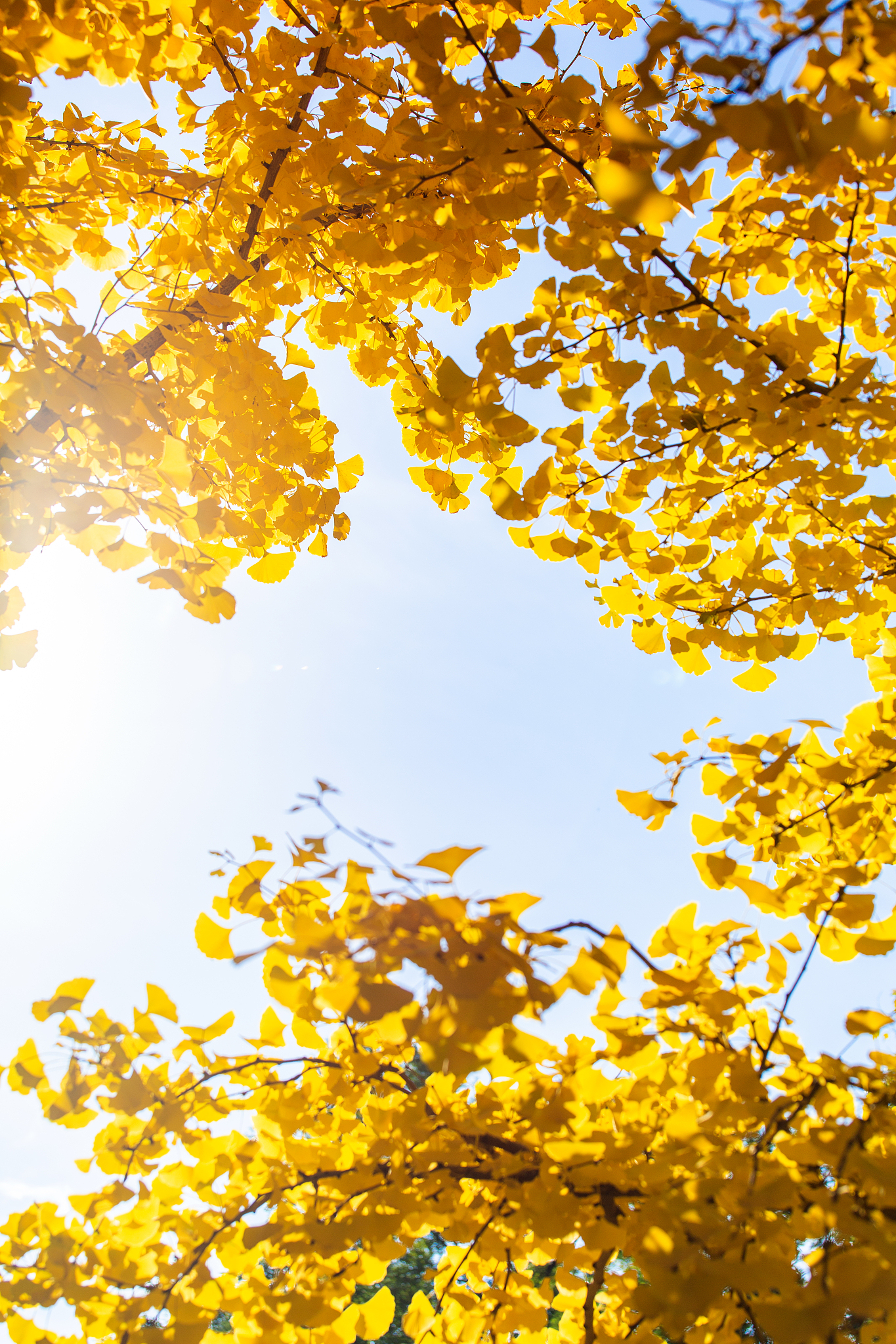 年年康银杏叶精功效揭秘：真实效果、正确服用方法