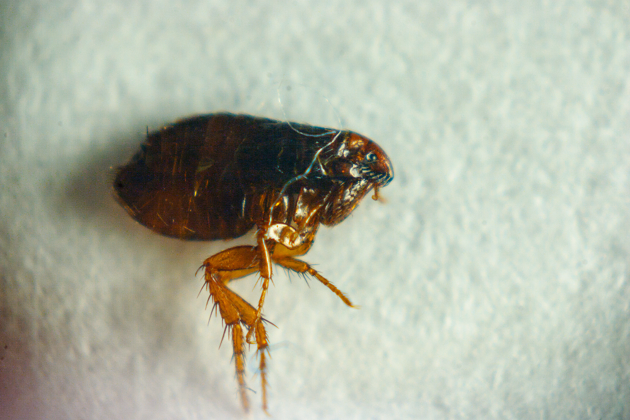 INTERNATIONAL JOURNAL OF PEST MANAGEMENT: 全球害虫管理研究和应用领先期刊