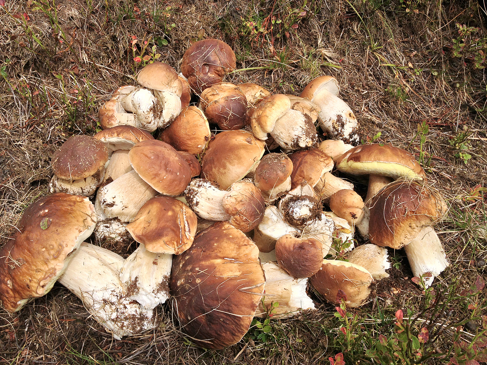 野生牛肝菌生态特征、保护与利用研究