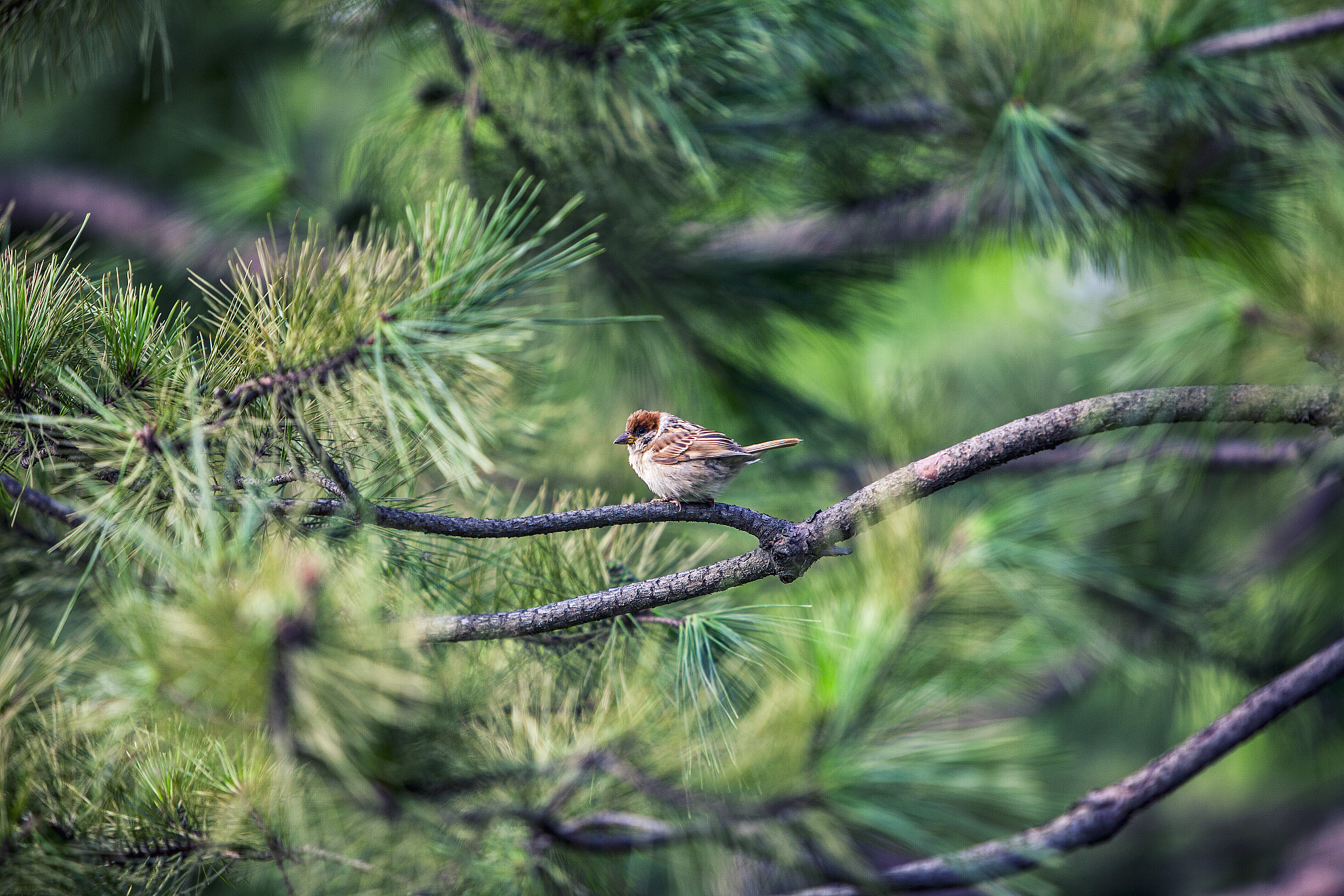 怎样使麻雀安静下来?脑筋急转弯