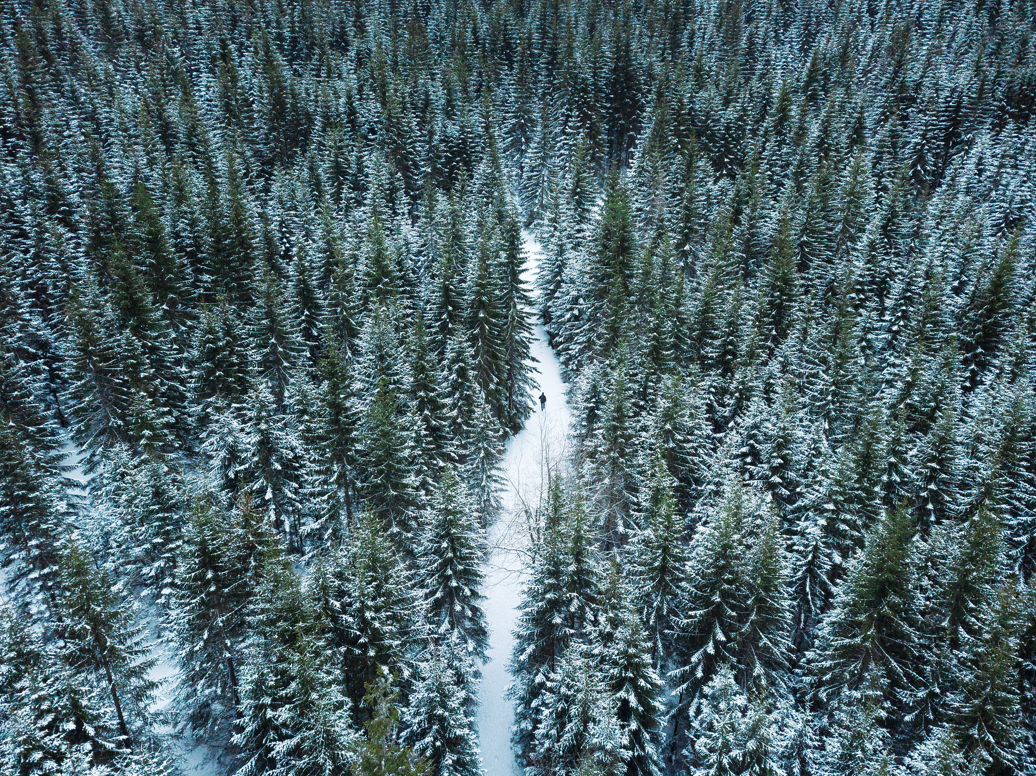 winter forest in mountains