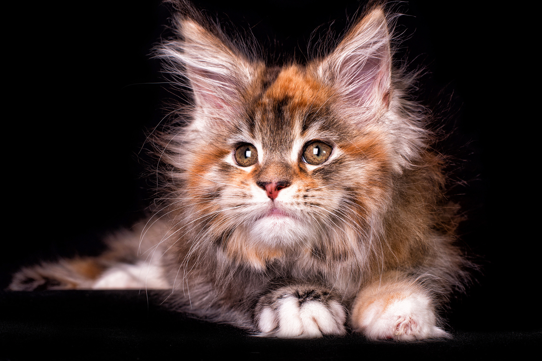 maine coon kitten on black background.