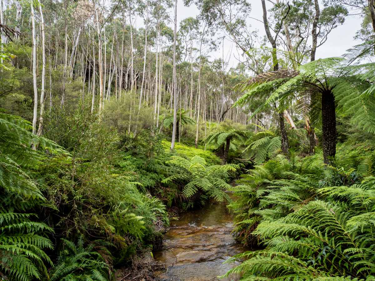 热带雨林的形容词：茂密、湿润、多样、高温、繁茂、雄伟、艳丽