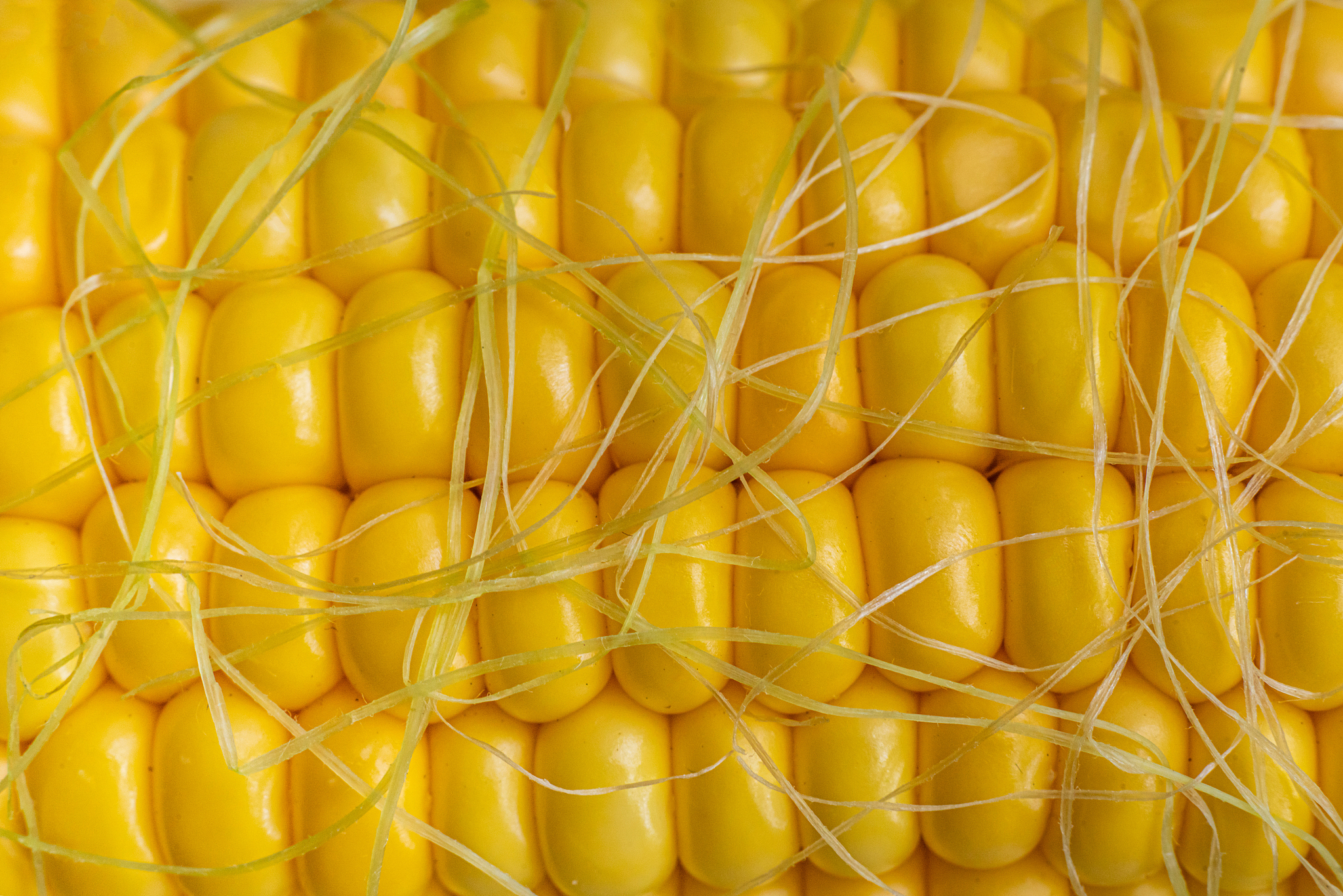 种子类型大全：花草、蔬菜、水果、谷物、豆类、树木、草地、饲料、野花、草本植物