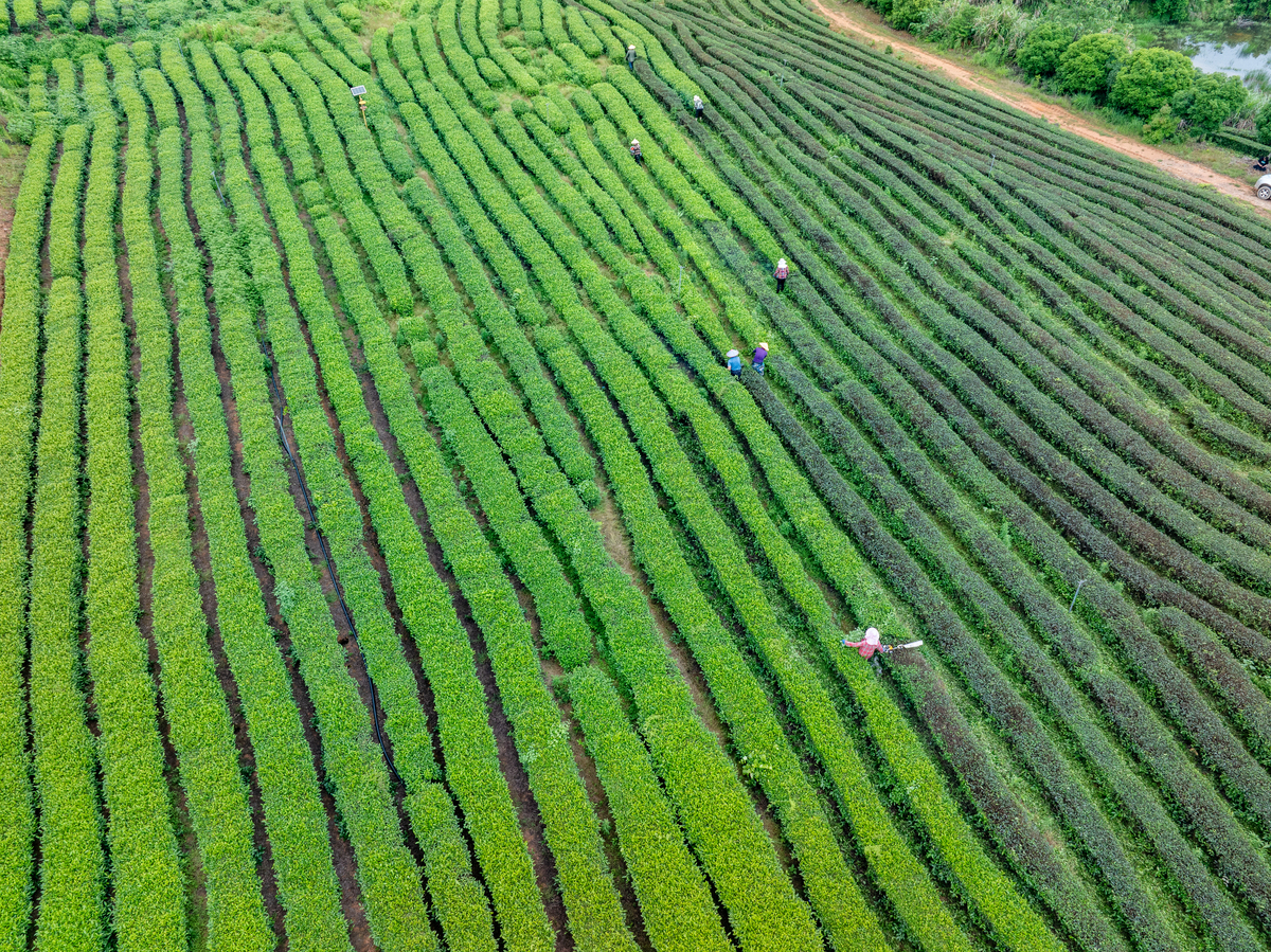 朝阳职工工学院&东风柴油机技工学校茶树栽培与茶叶加工专业前景分析